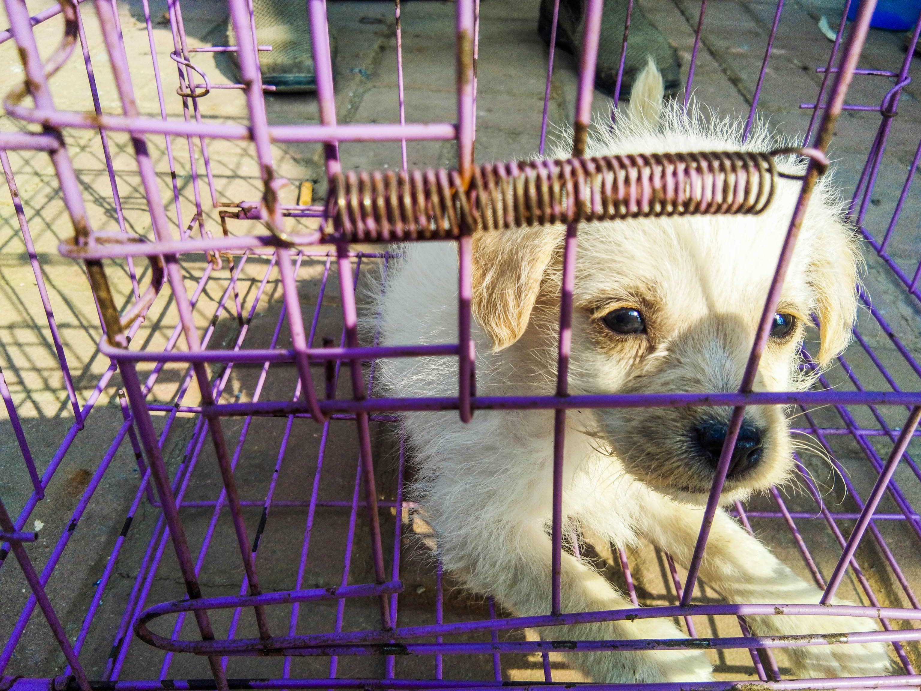 美國加州於今年1月1日正式實施新法律，禁止州內寵物店販賣繁殖場的動物。（東方IC）