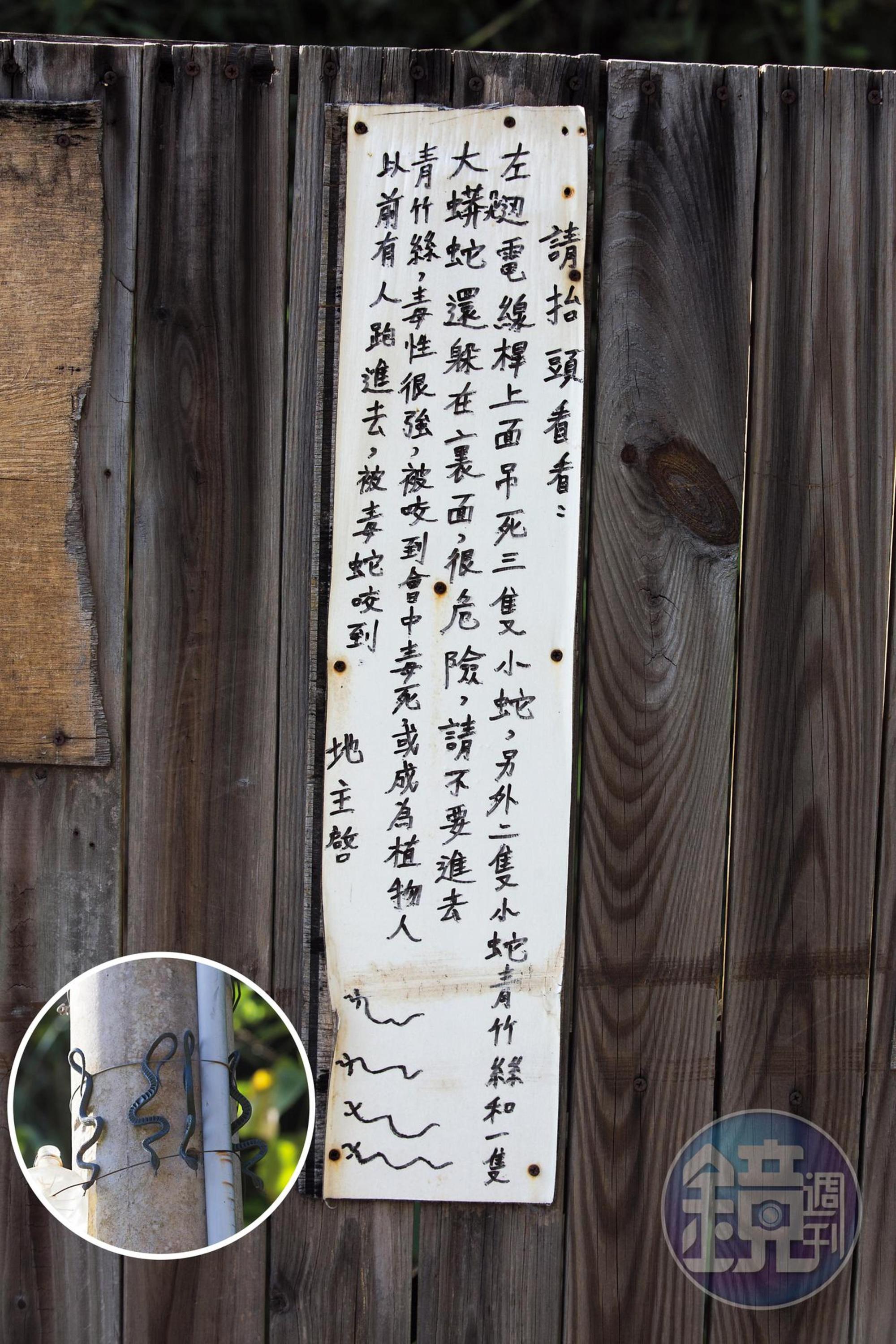 謝天福在苗栗土地入口處掛牌警告裡面有青竹絲，仔細一看，竟是塑膠製的假蛇（圓圖）。