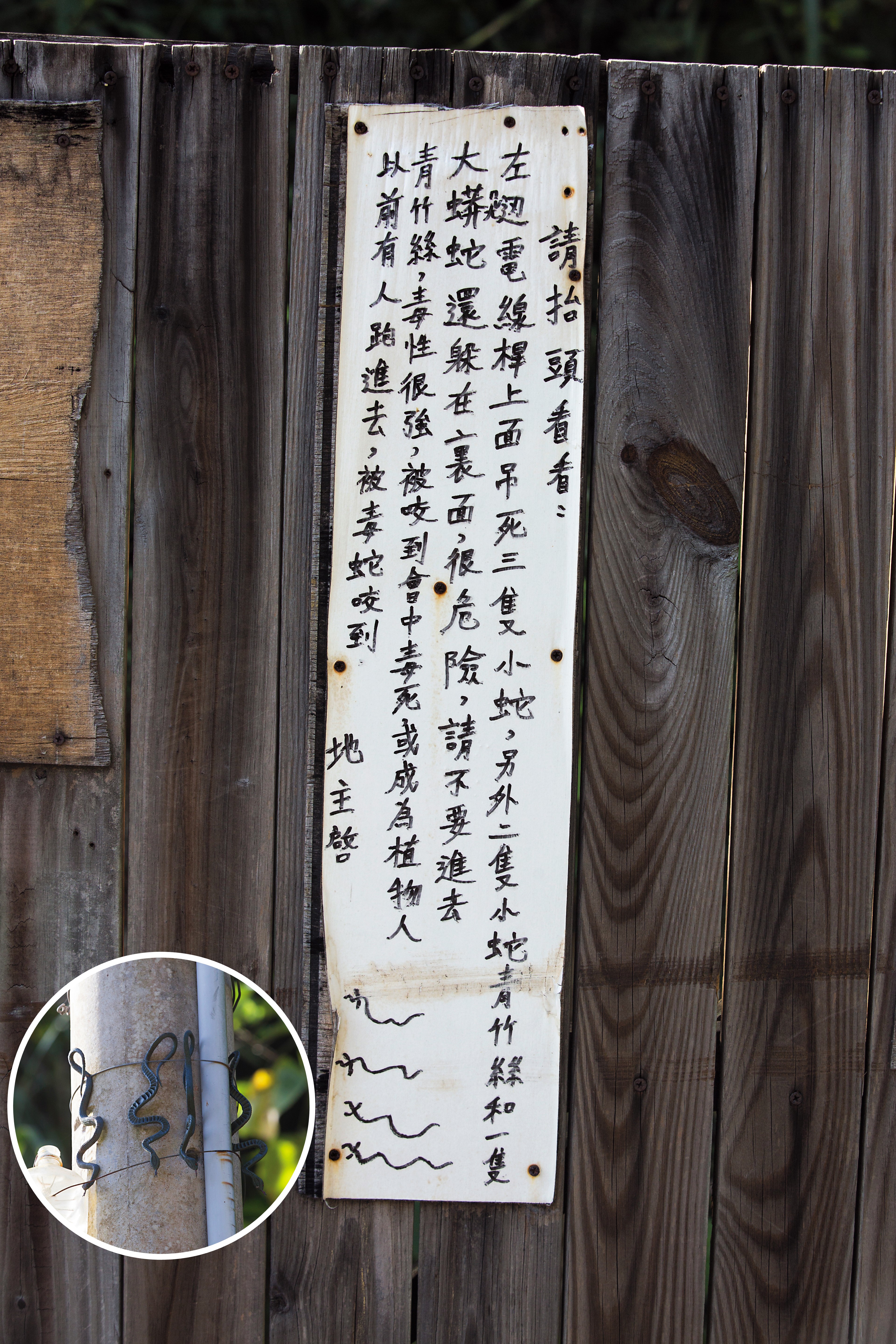 謝天福在苗栗土地入口處掛牌警告裡面有青竹絲，仔細一看，竟是塑膠製的假蛇（圓圖）。