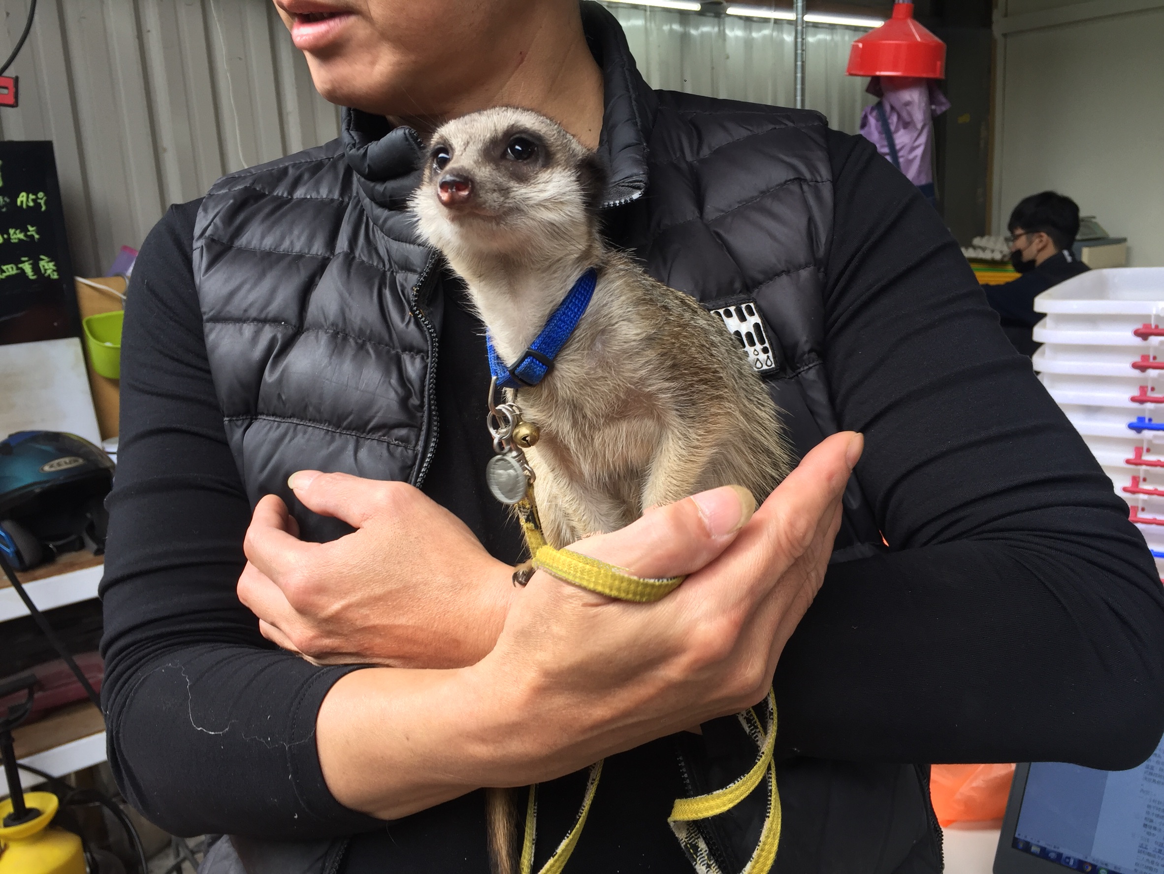 狐獴長相可愛、天性活潑，在台灣引發新潮流。