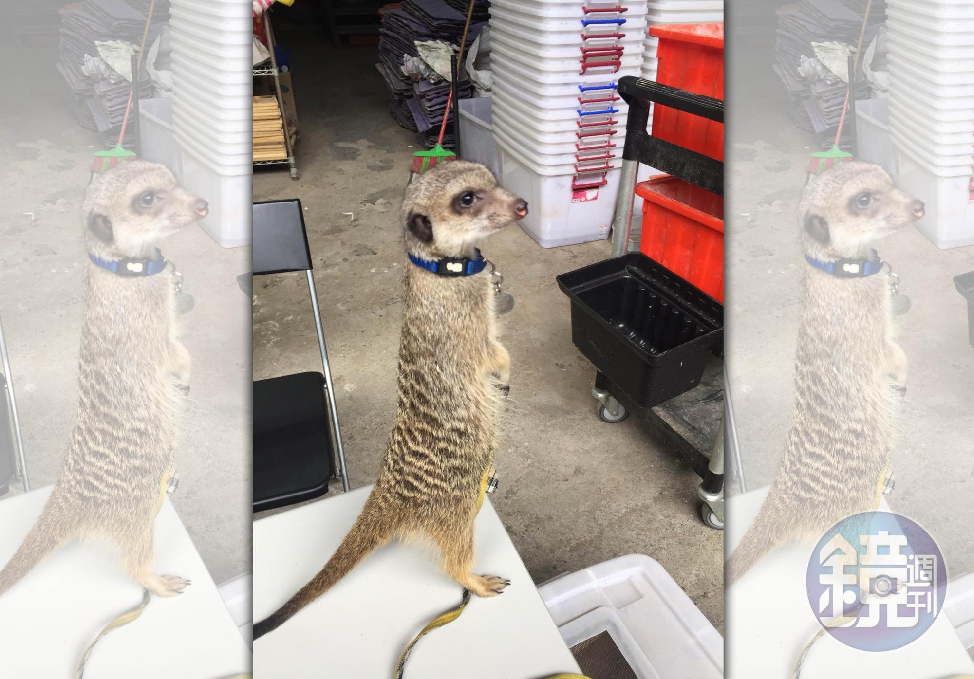 狐獴原產於非洲,「狐獴媽媽」曾呼籲大眾別飼養牠們。