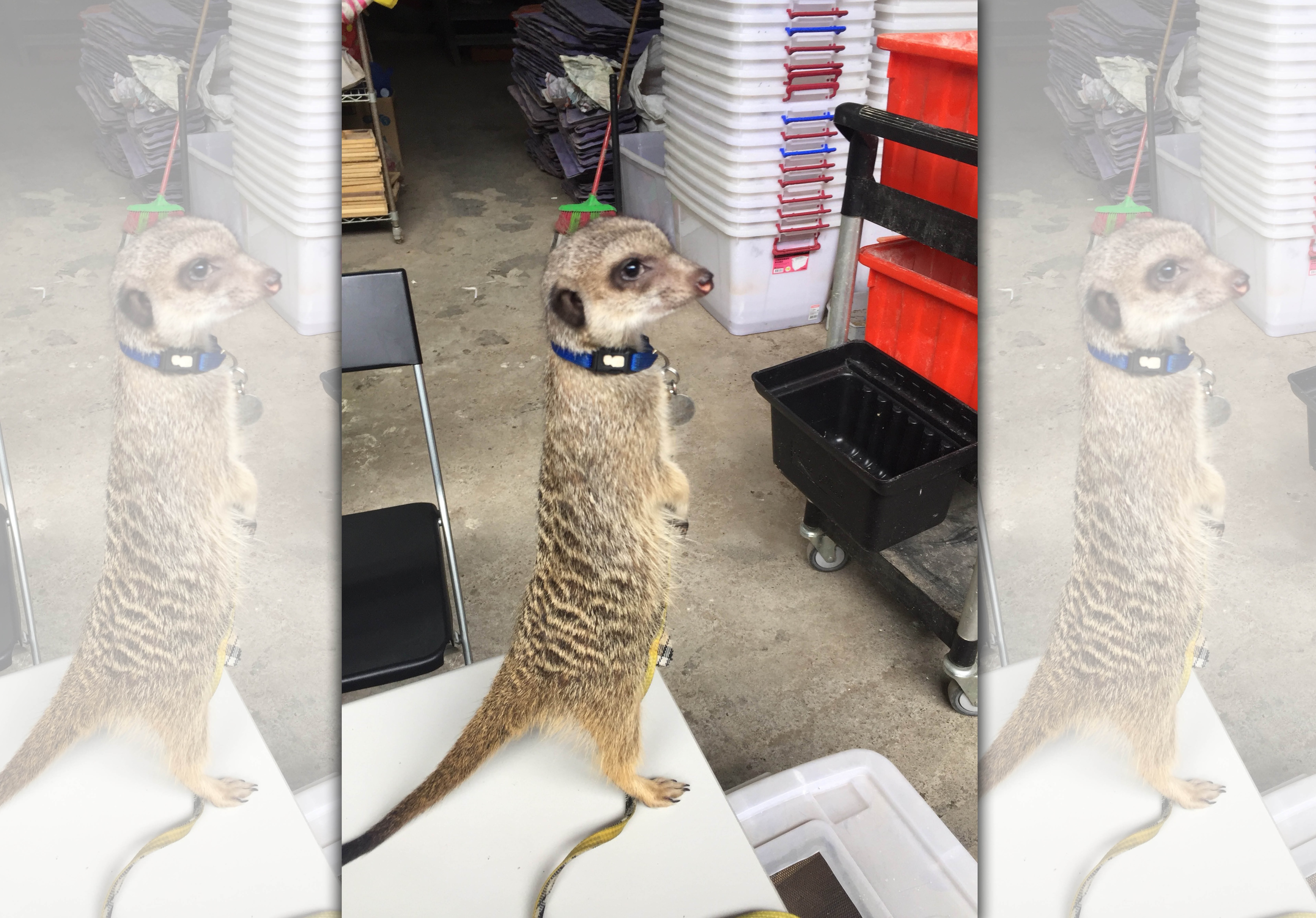 狐獴原產於非洲,「狐獴媽媽」曾呼籲大眾別飼養牠們。