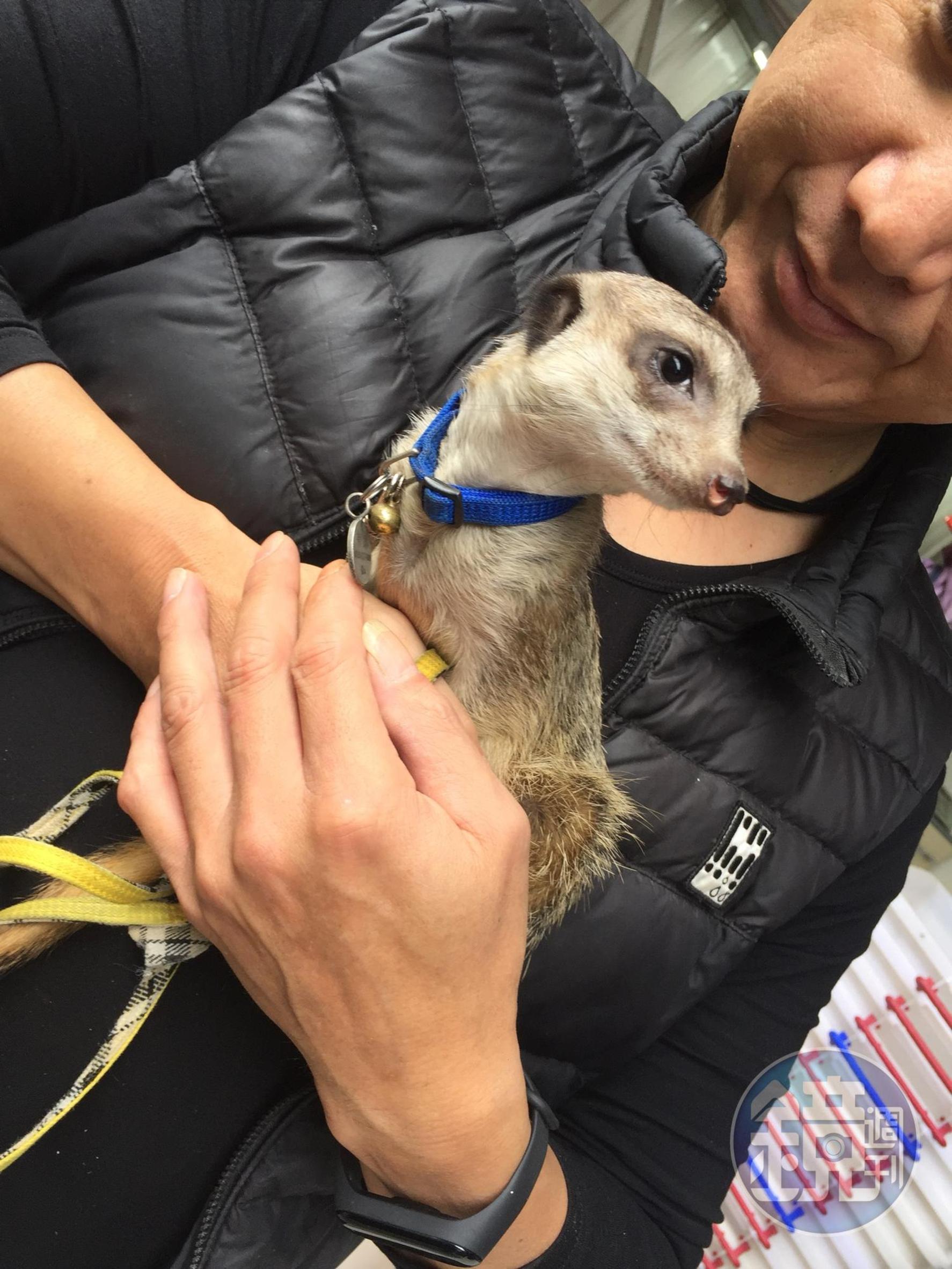 但狐獴飼養者認為人工與野生的習性不同,親人的子代狐獴也已經長時間習慣與人相處。