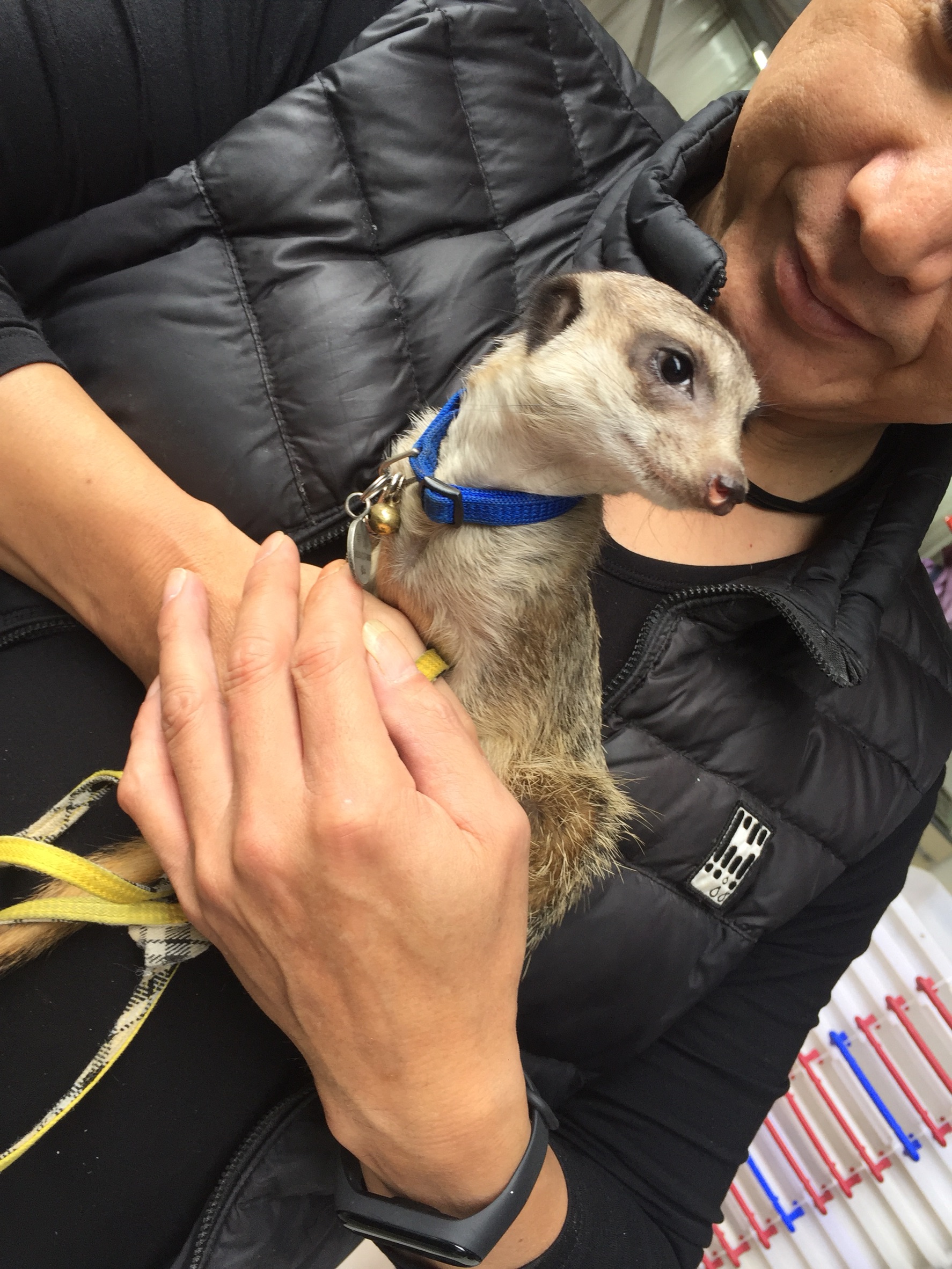 但狐獴飼養者認為人工與野生的習性不同,親人的子代狐獴也已經長時間習慣與人相處。
