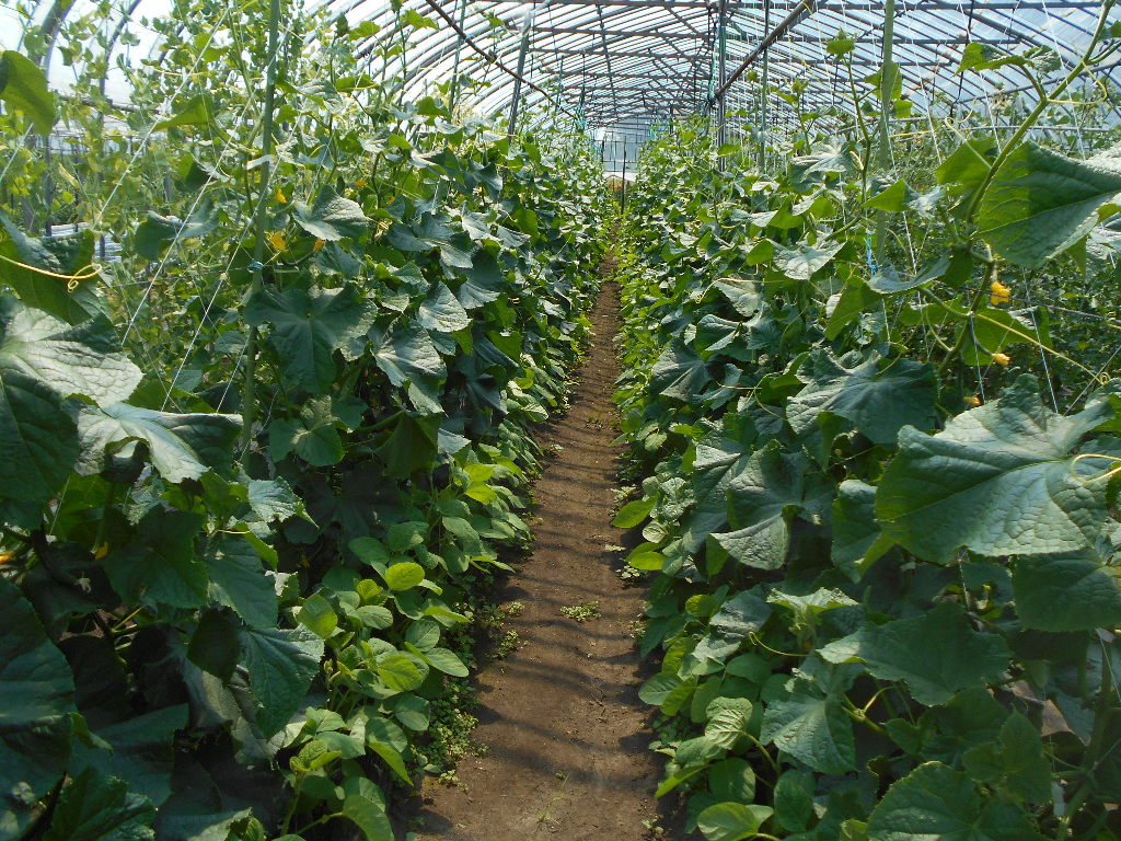 青森縣七戶農家民宿的大蒜田。（七戶農家民宿官方部落格）