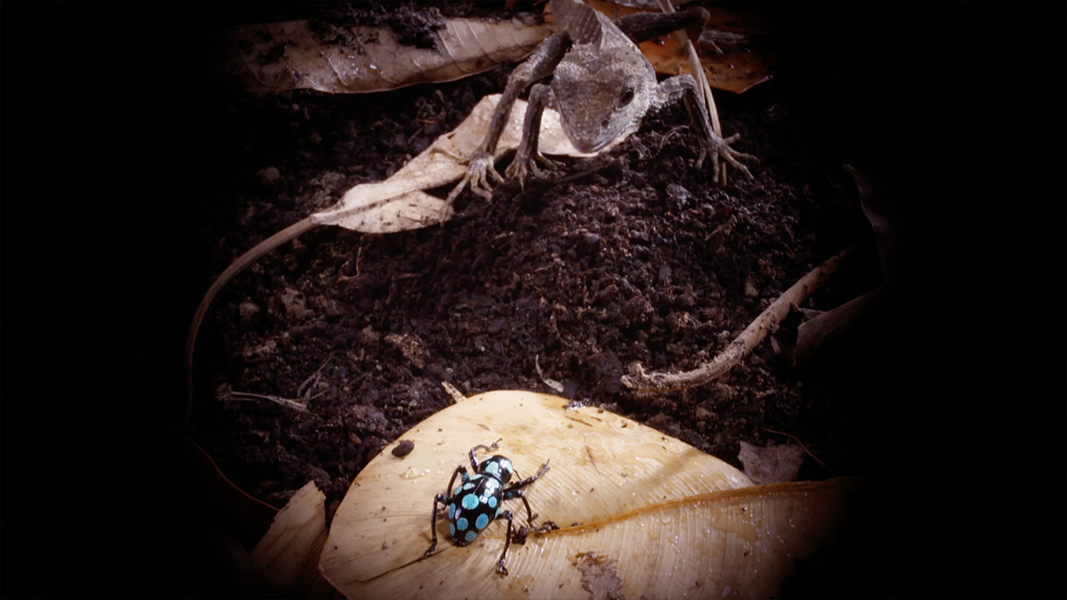 《台灣特有種》系列VR電影為公視和專業VR技術團隊Funique聯合製作。（高雄電影館提供）