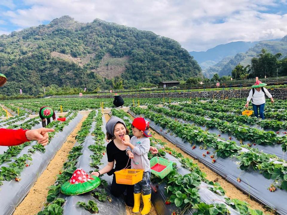 徐若瑄7日才貼出和兒子一起採草莓的親子照。（翻攝自徐若瑄臉書）