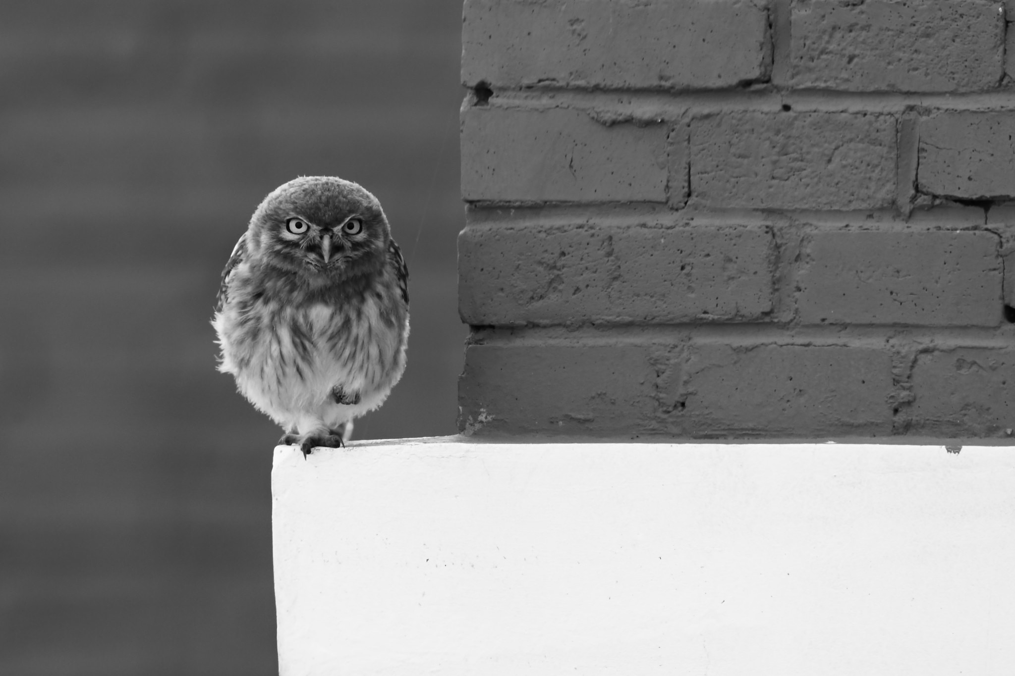 縱紋腹小鴞，攝於呼倫貝爾