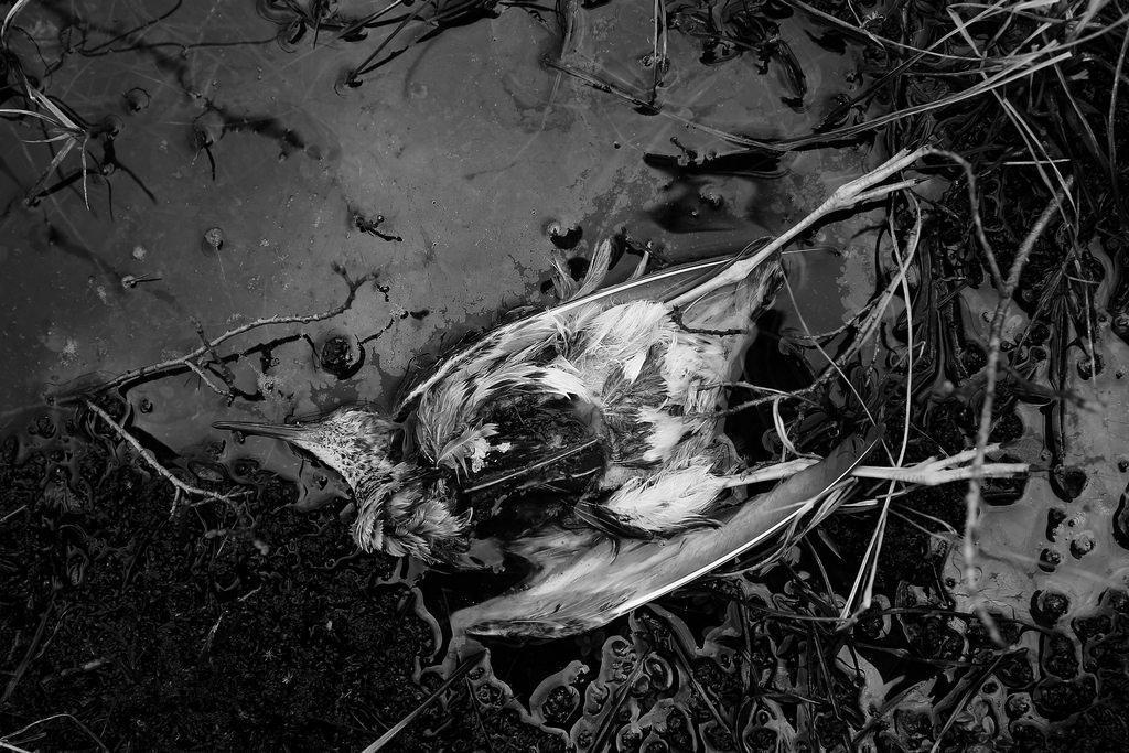 被獵殺的鷸,攝於北極