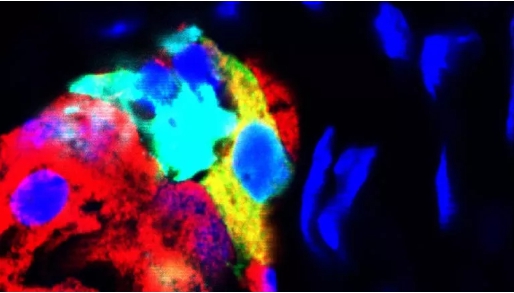 圖 | 可以改變身份的細胞（來源：Luiza Ghila）