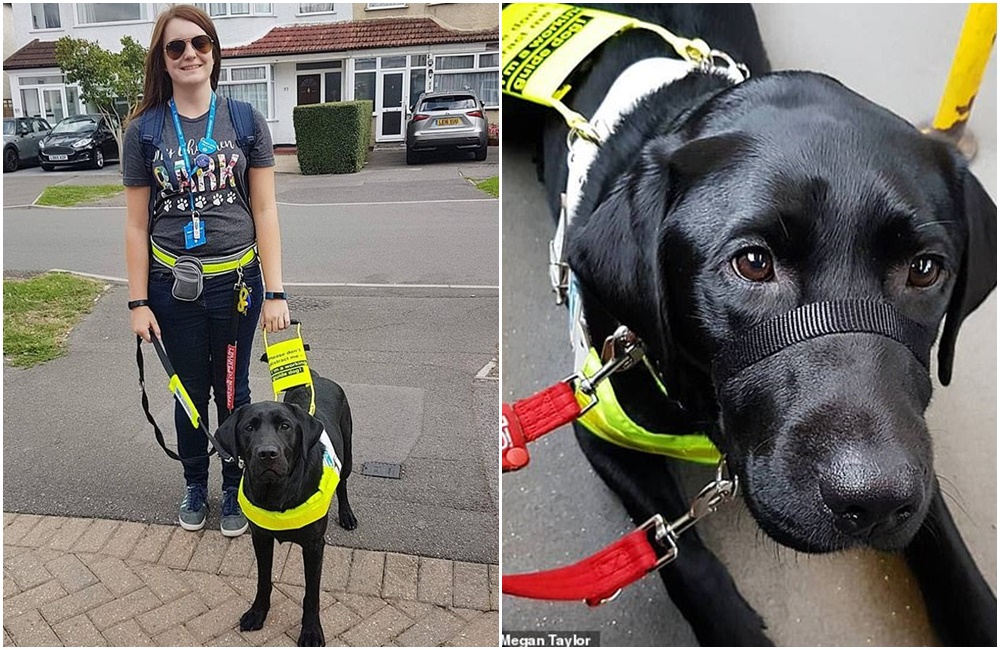 英國盲女被乘客趕下公車,只因為她的導盲犬是黑色的。(翻攝自DailyMail)