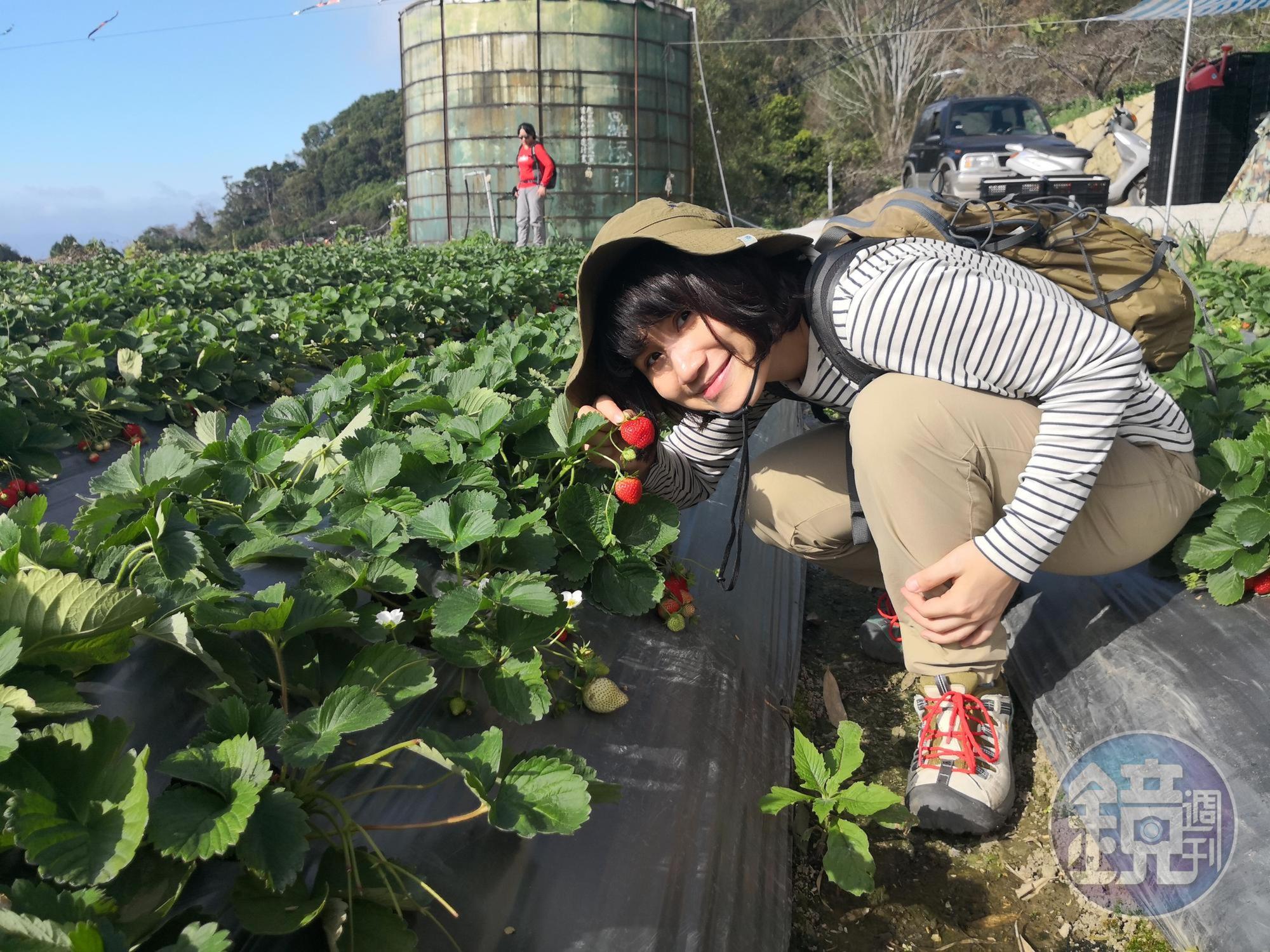 位在馬拉邦休閒農業區內的高山草莓，比平地的品種更加香甜。