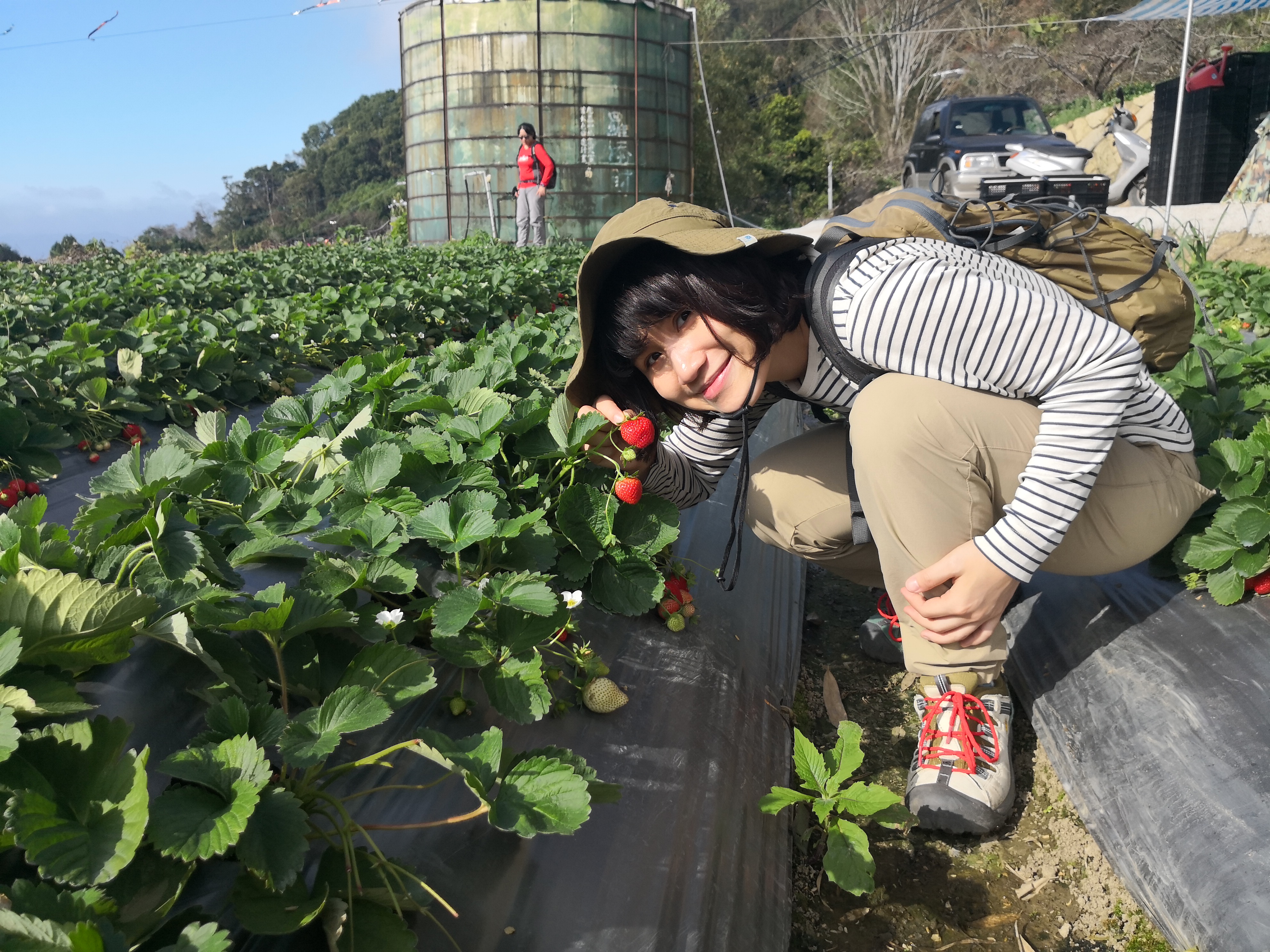 位在馬拉邦休閒農業區內的高山草莓，比平地的品種更加香甜。