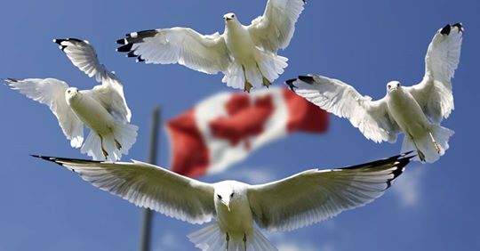 溫哥華郊外的里奇蒙醫院每五個新生兒中，就有一個是由非居民產下，許多都是專程來加拿大生產的華人產婦。（翻攝里奇蒙醫院網站）