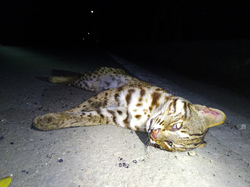 石虎橫死街頭的樣子讓人心疼，目擊者更直言牠「死不瞑目」。（圖／擷自貓徑地圖王小明）