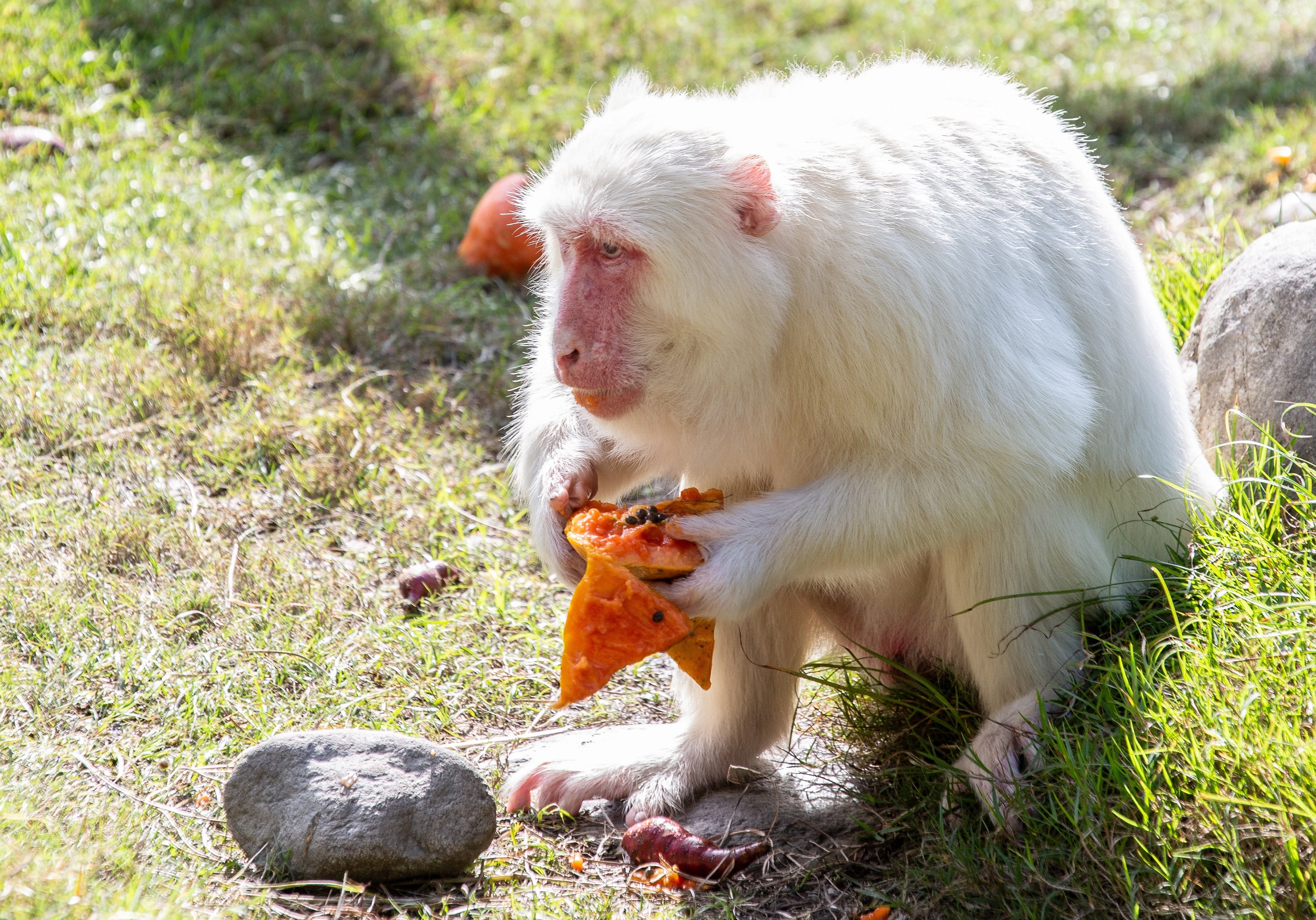 「新光兆豐休閒農場」的資深老牌明星「小白」,是少見的白子台灣獼猴。