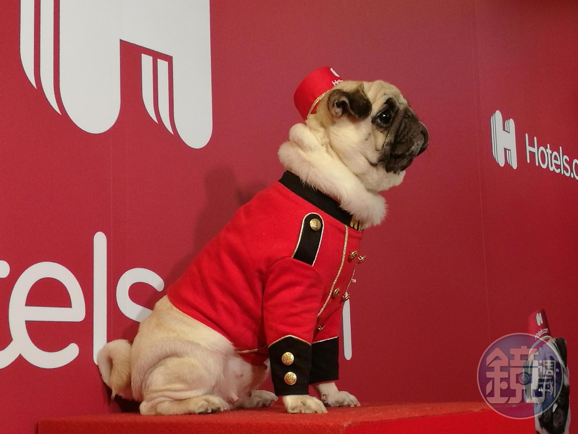 台灣巴哥犬Nini，自2017年便開始擔任訂房網站禮賓大使Bellpug。