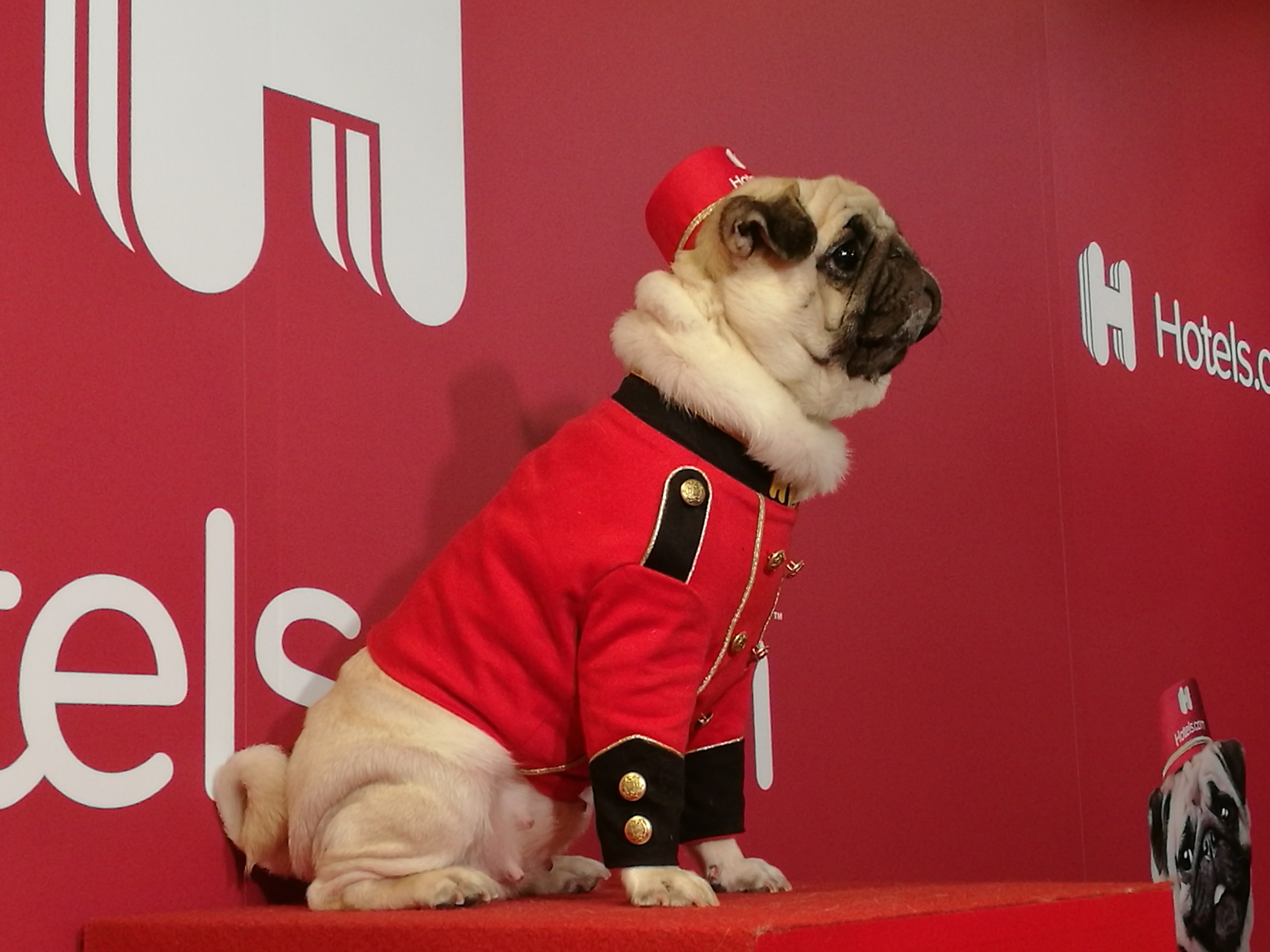 台灣巴哥犬Nini，自2017年便開始擔任訂房網站禮賓大使Bellpug。