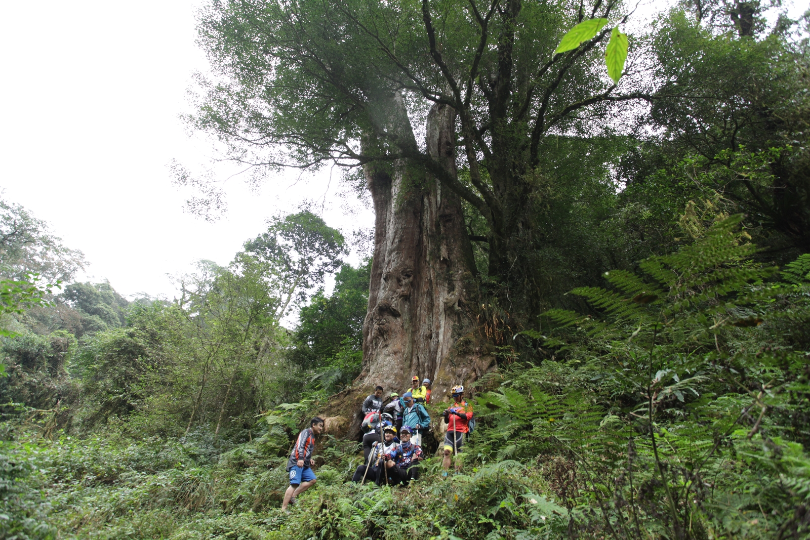 一群單車族立於神木之下，見證神木的巨大。
