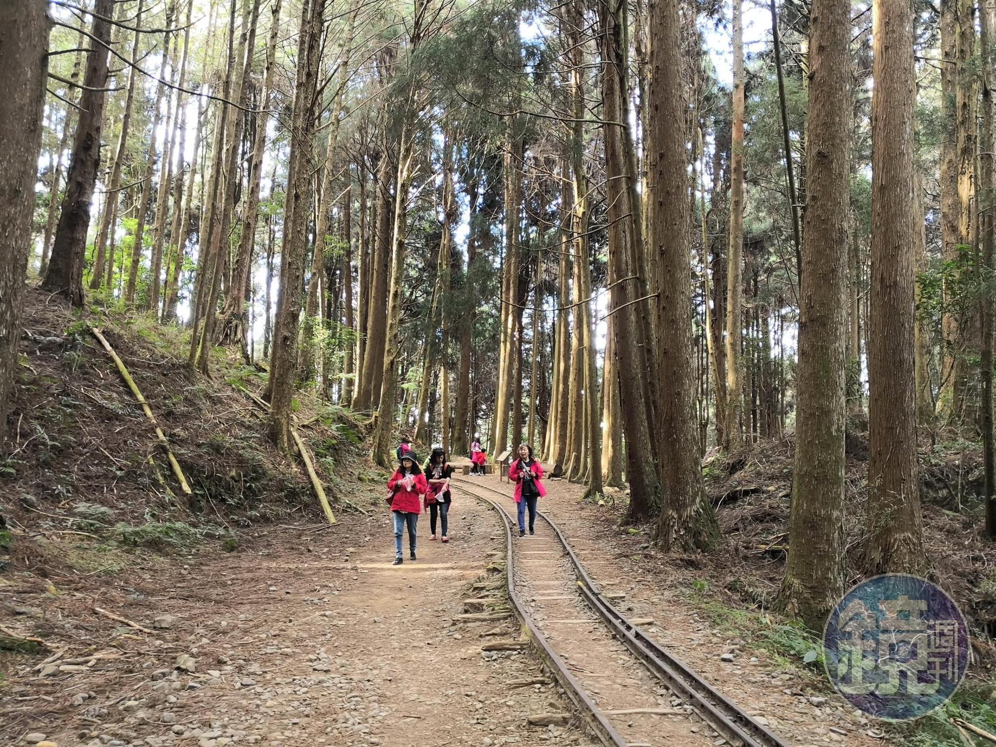 鐵軌、柳杉是特富野古道最迷人之處。