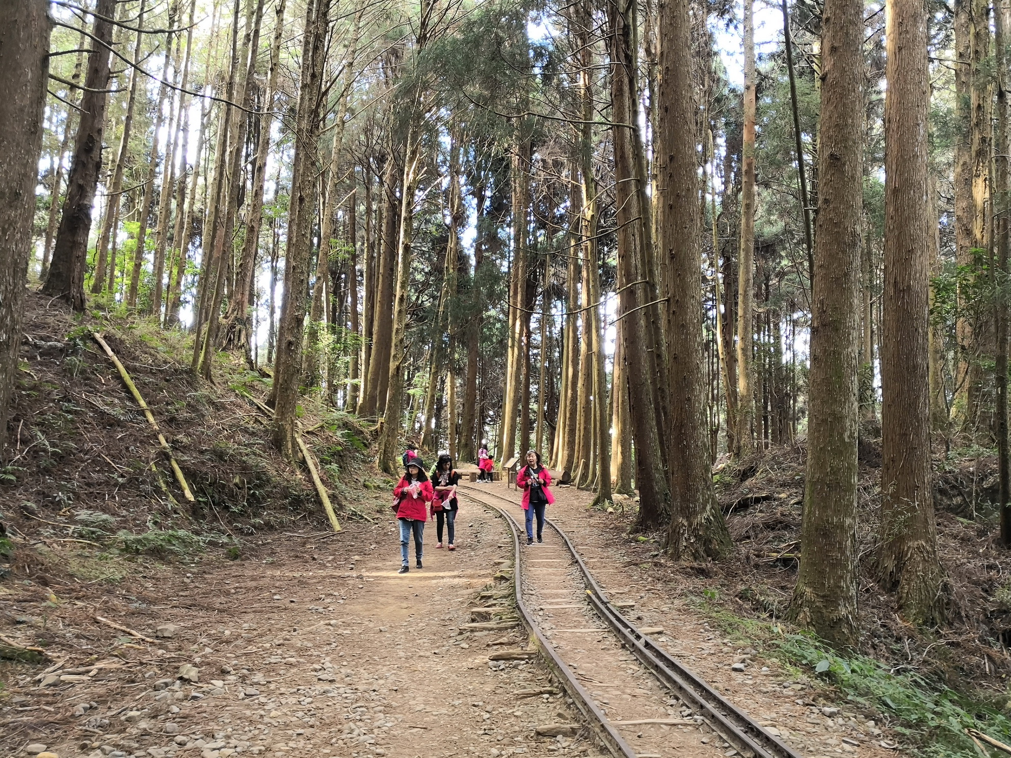 鐵軌、柳杉是特富野古道最迷人之處。