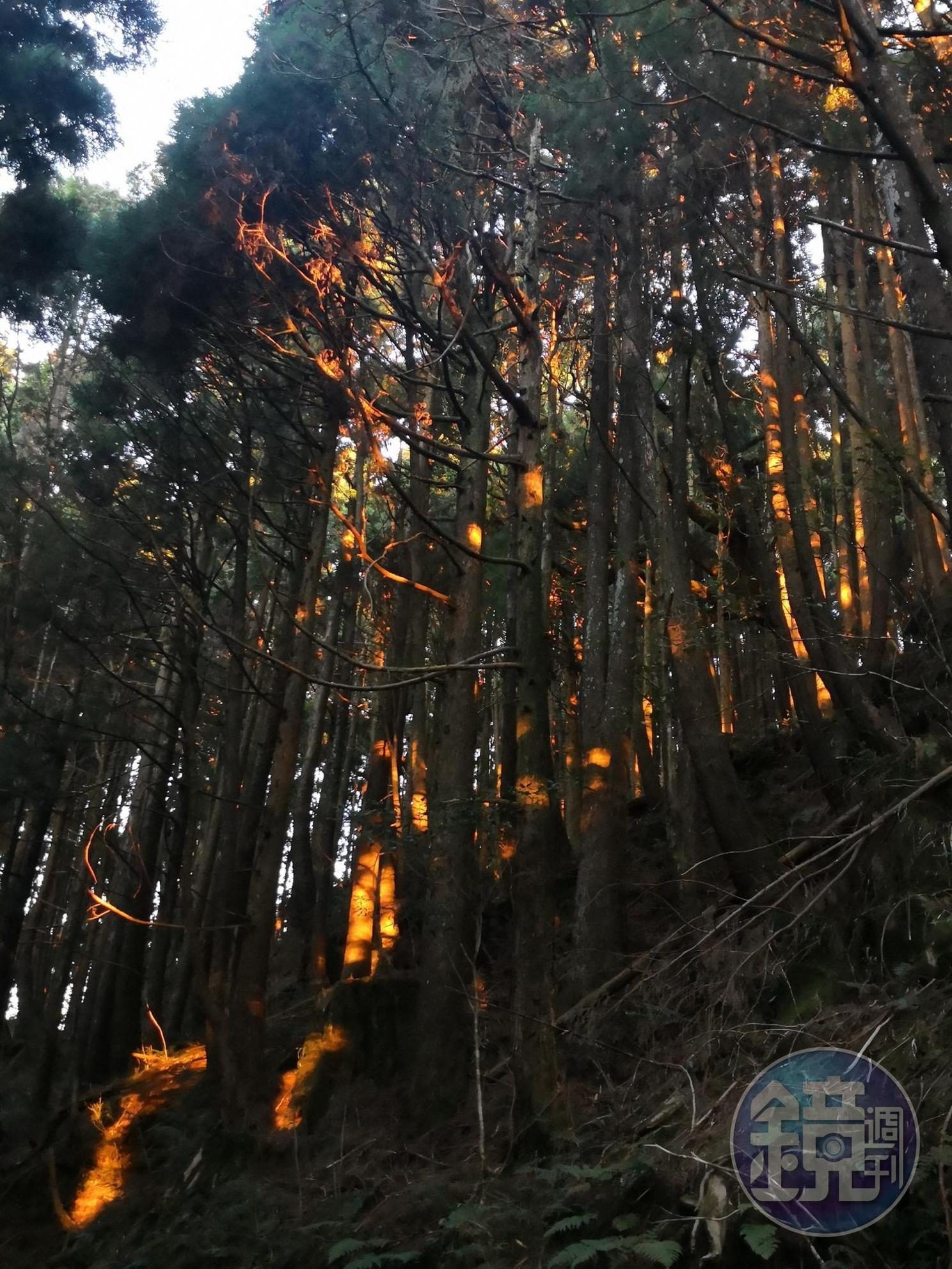 夕陽照射入林，點點紅光像是森林之火。
