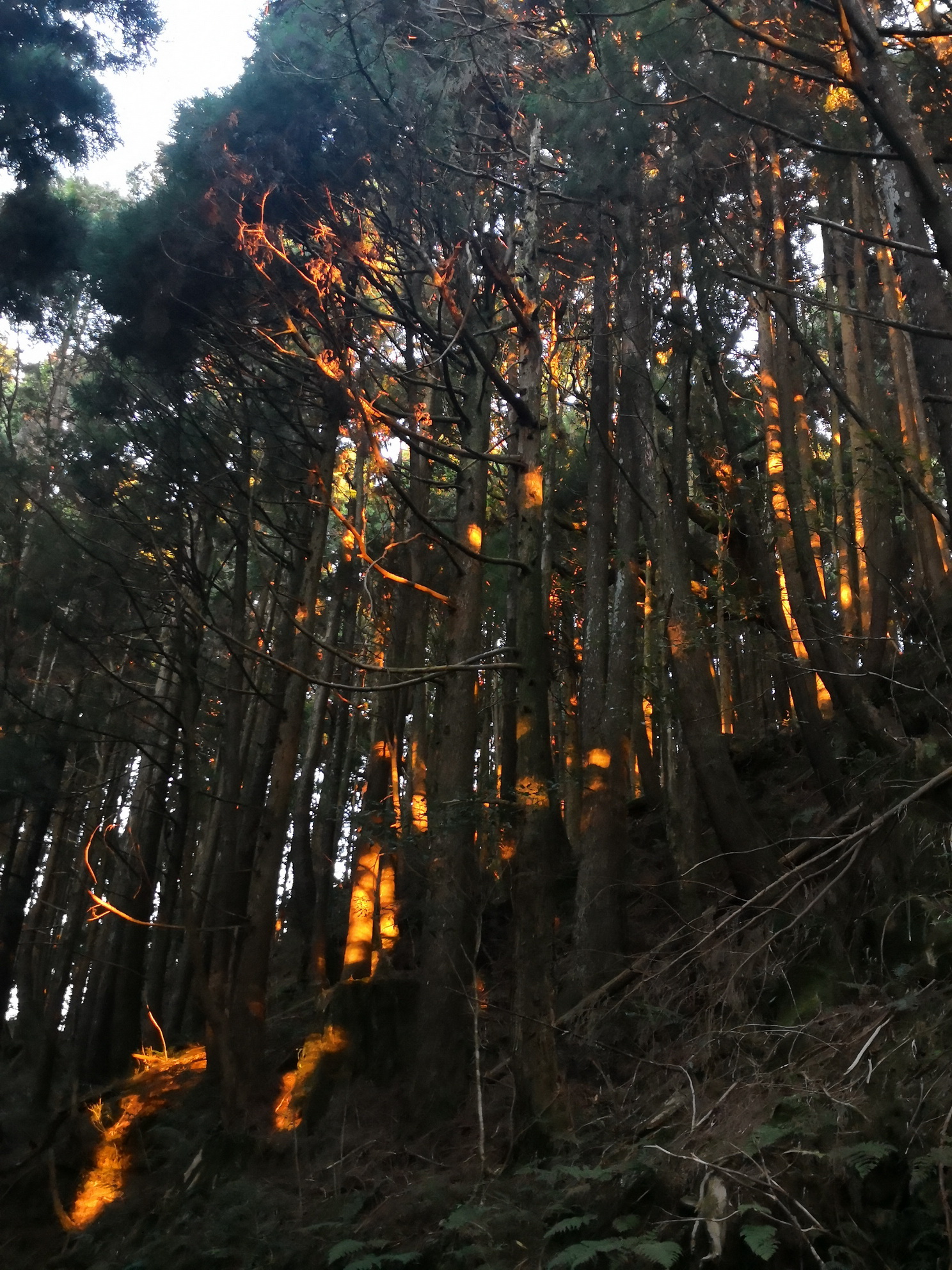 夕陽照射入林，點點紅光像是森林之火。