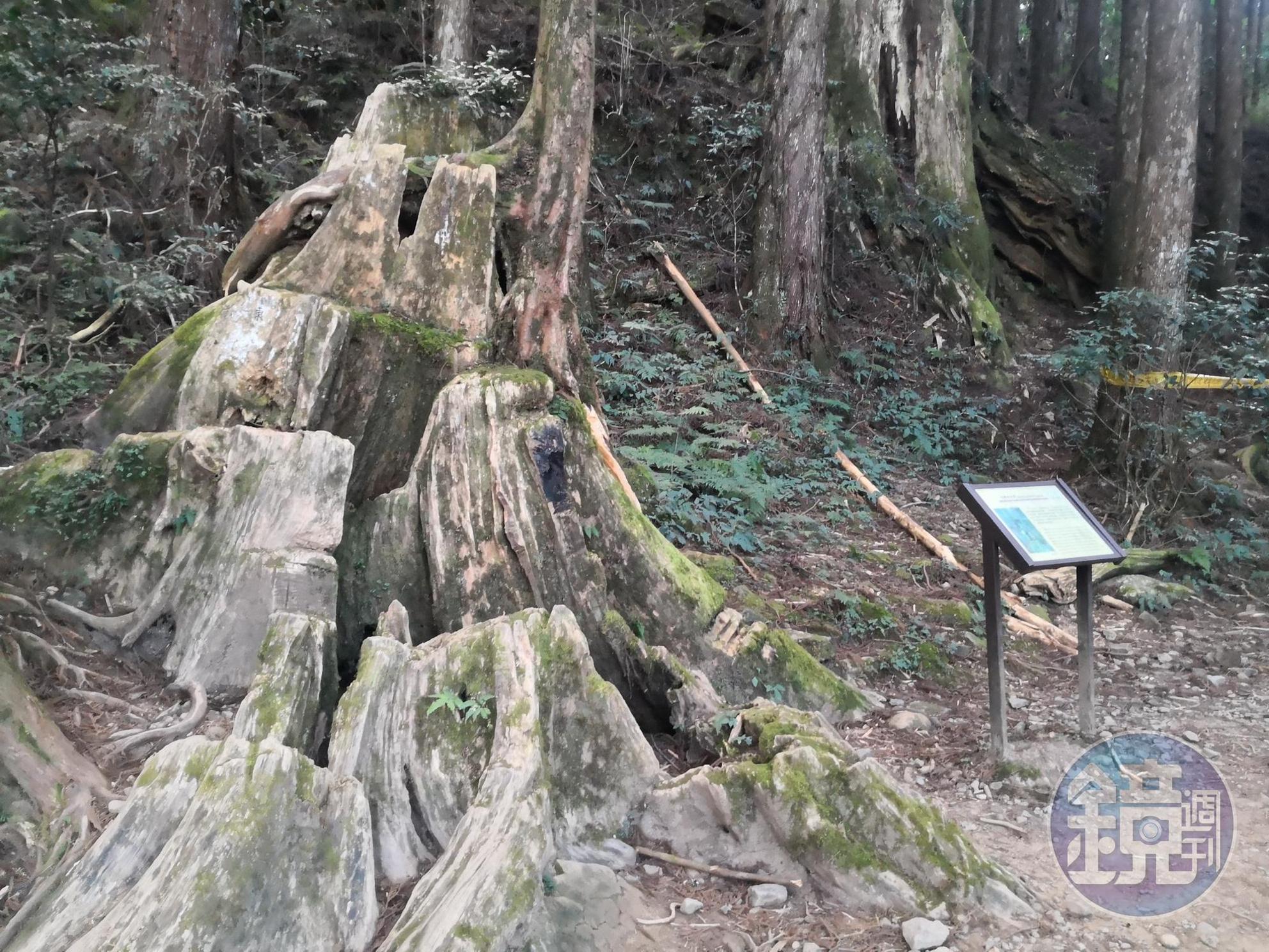 砍伐檜木遺留的痕跡。