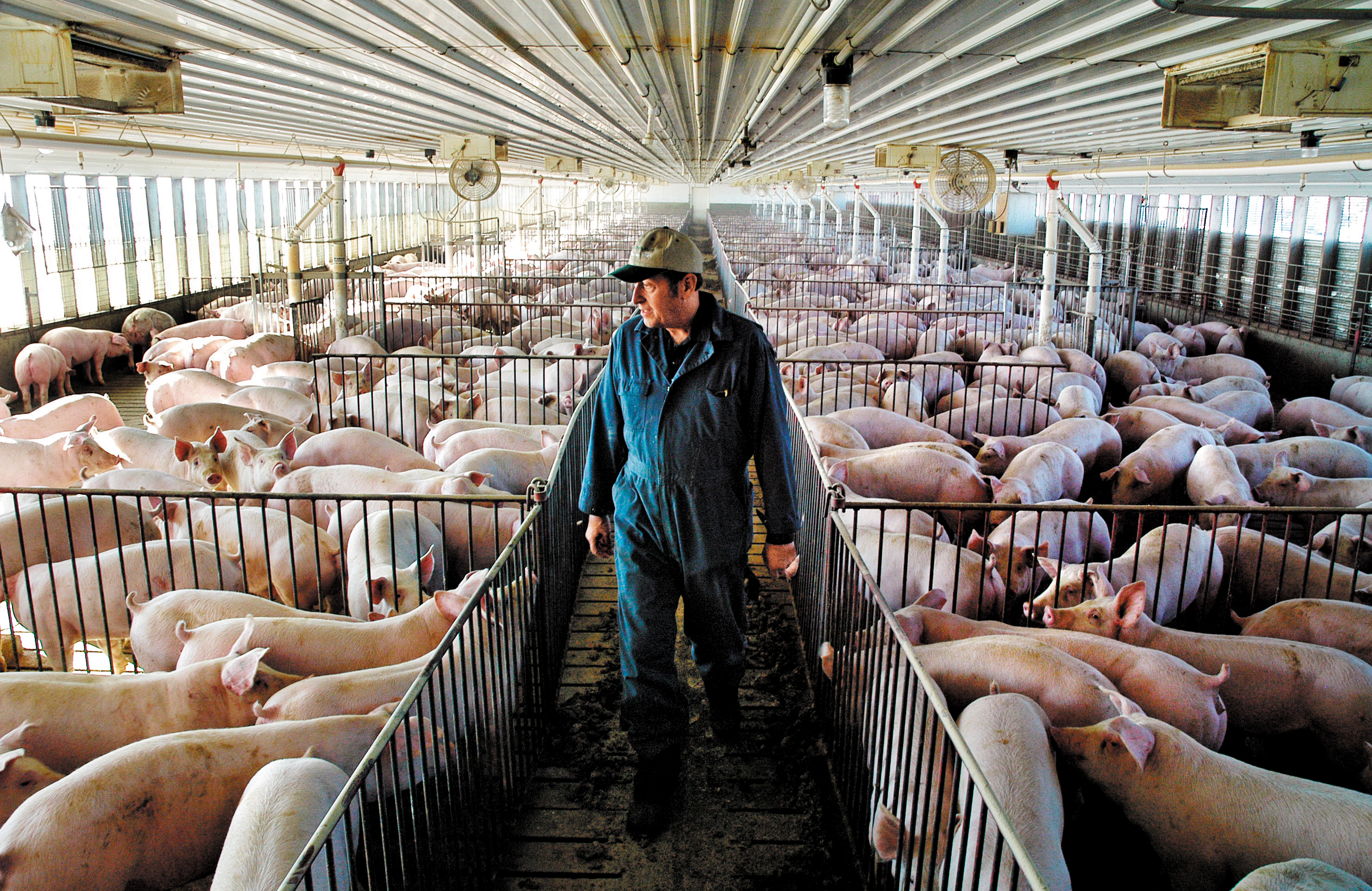 台灣想與美國談判雙邊貿易協定，就得開放市場，放美國豬肉進來。（東方IC）