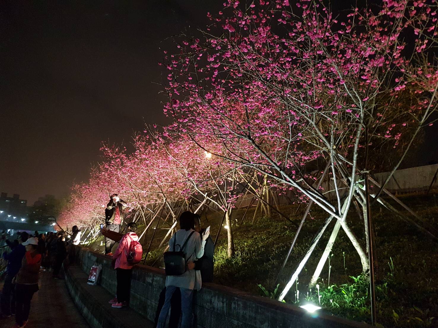 內湖樂活公園有長達3公里的河岸櫻花步道。（翻攝自內湖樂活夜櫻季臉書）