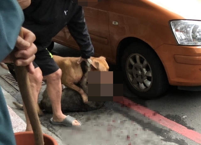 比特犬瘋狂撕咬流浪老狗。（翻攝自《基隆人踹共》臉書）