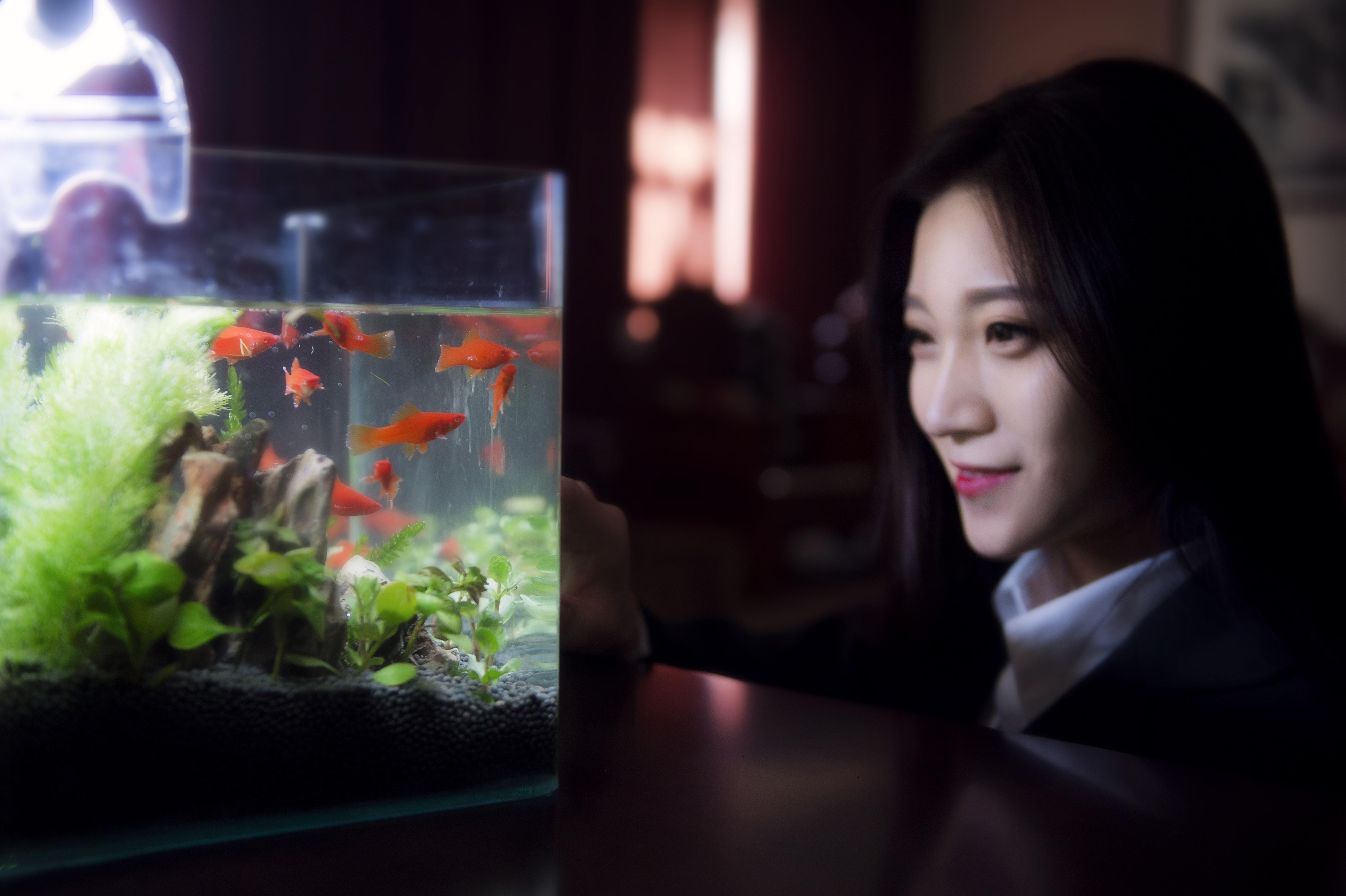 在居家偏北、偏東、偏西之處放魚缸，可在金豬年增加財運。（東方IC）