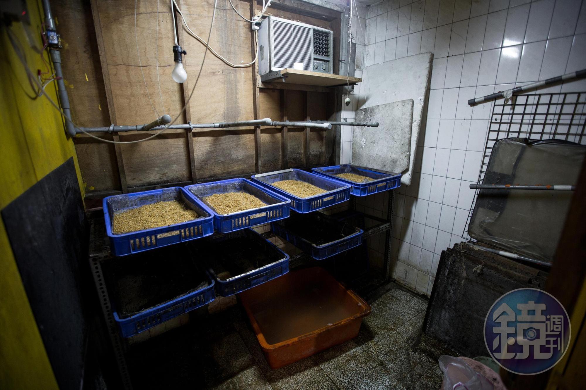 煮糖的前4~5天得先清洗、泡水、栽種小麥草種子,小麥草怕高溫,種植環境需維持在23℃左右,夏天就得整天開著冷氣。