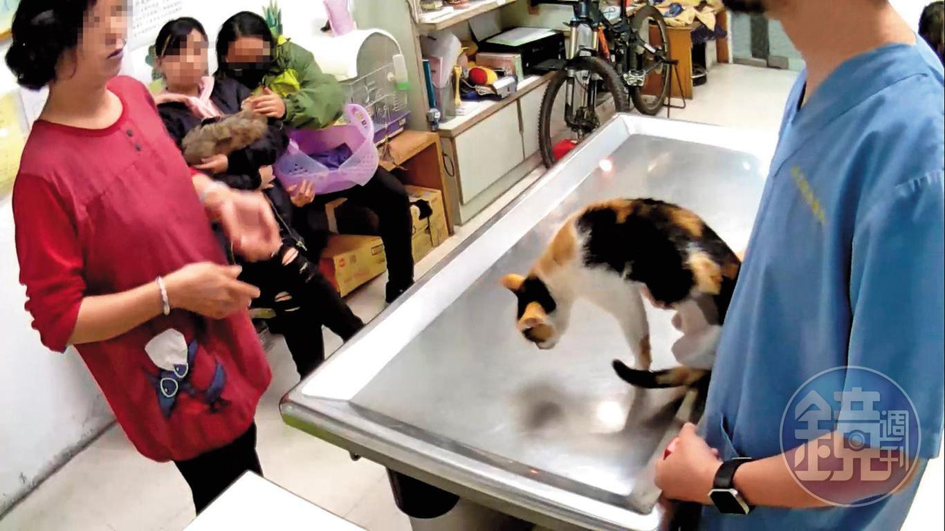 朱女被列為認養黑名單，卻仍到各動物醫院尋找目標。（讀者提供）