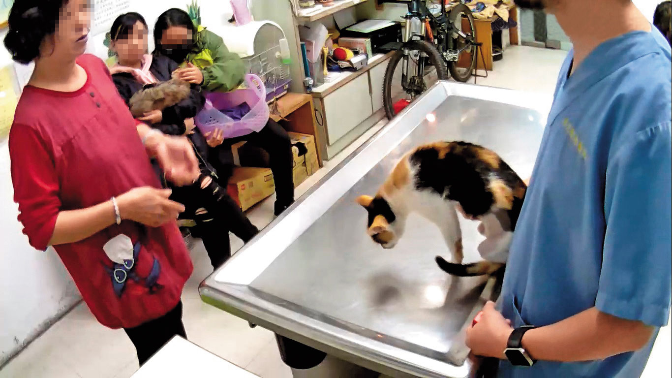 朱女被列為認養黑名單，卻仍到各動物醫院尋找目標。（讀者提供）