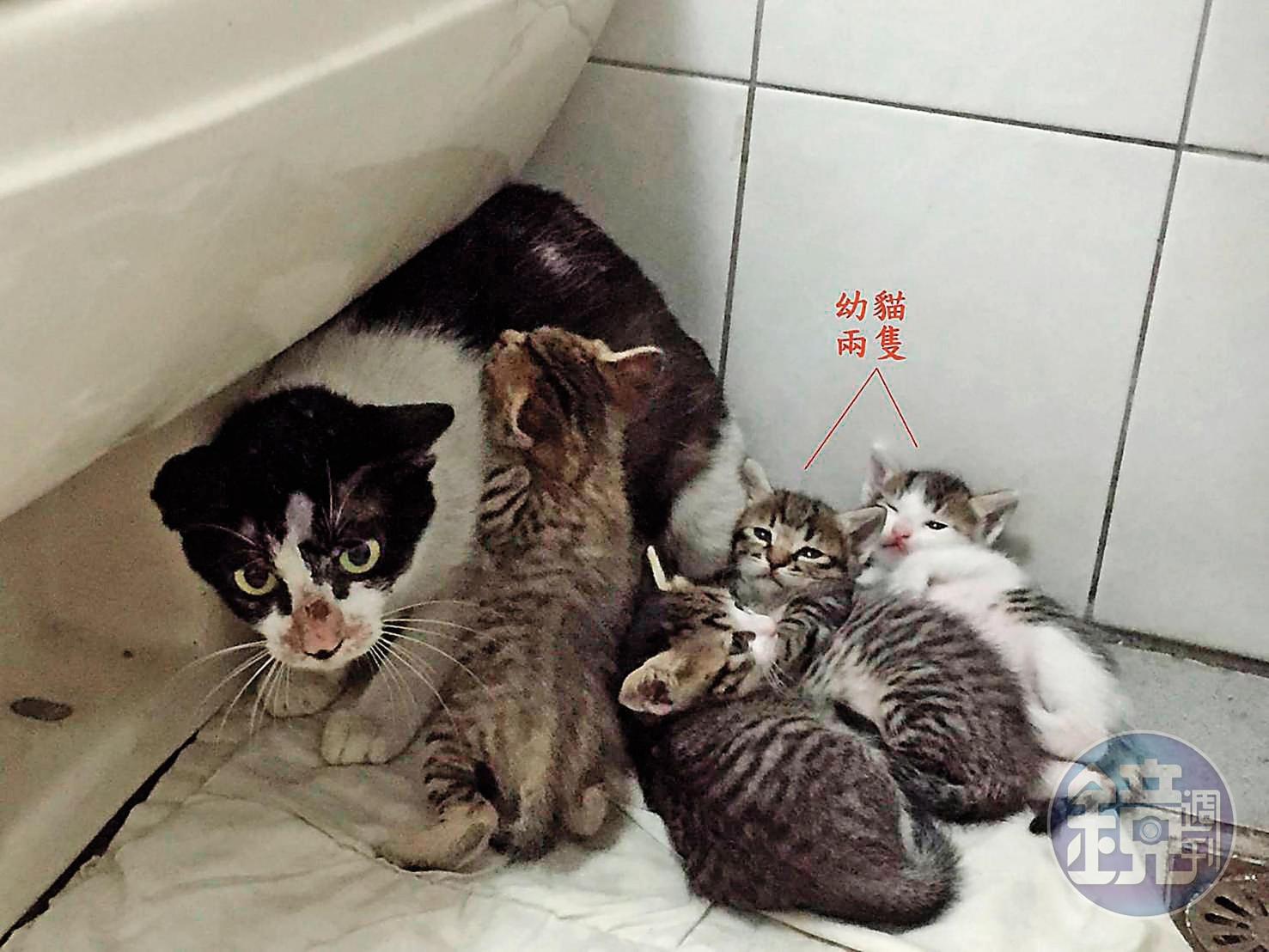 曾有愛媽將2隻幼貓送給朱女，小貓卻在短時間內「消失」。（讀者提供）