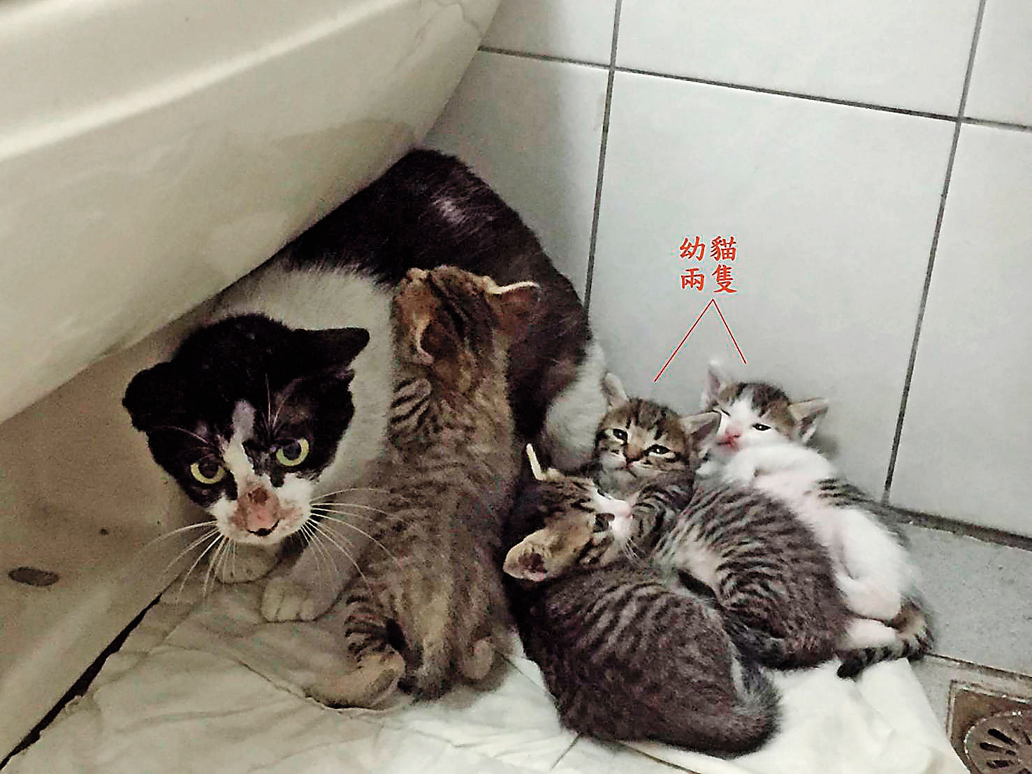 曾有愛媽將2隻幼貓送給朱女，小貓卻在短時間內「消失」。（讀者提供）