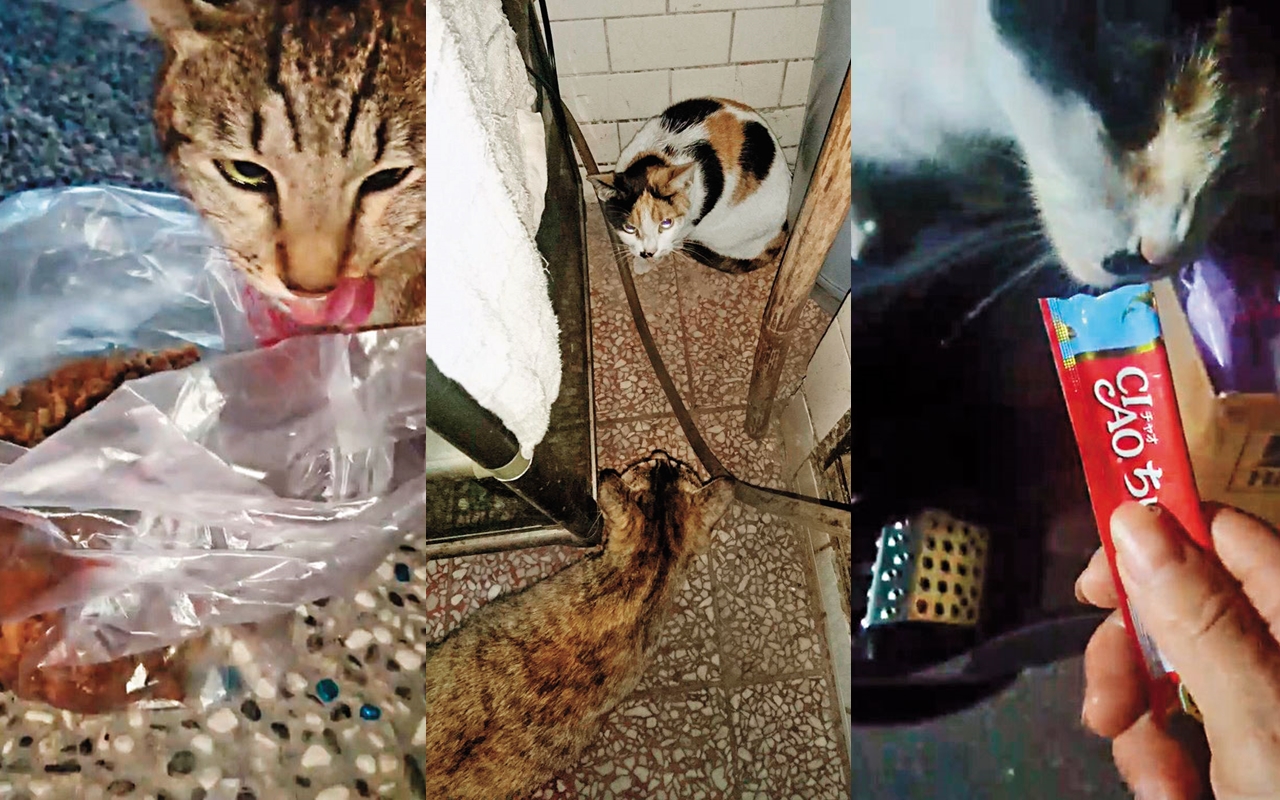 【宮廟吞貓犬】遭控割喉放血作法　可愛幼貓慘死神婆家後院