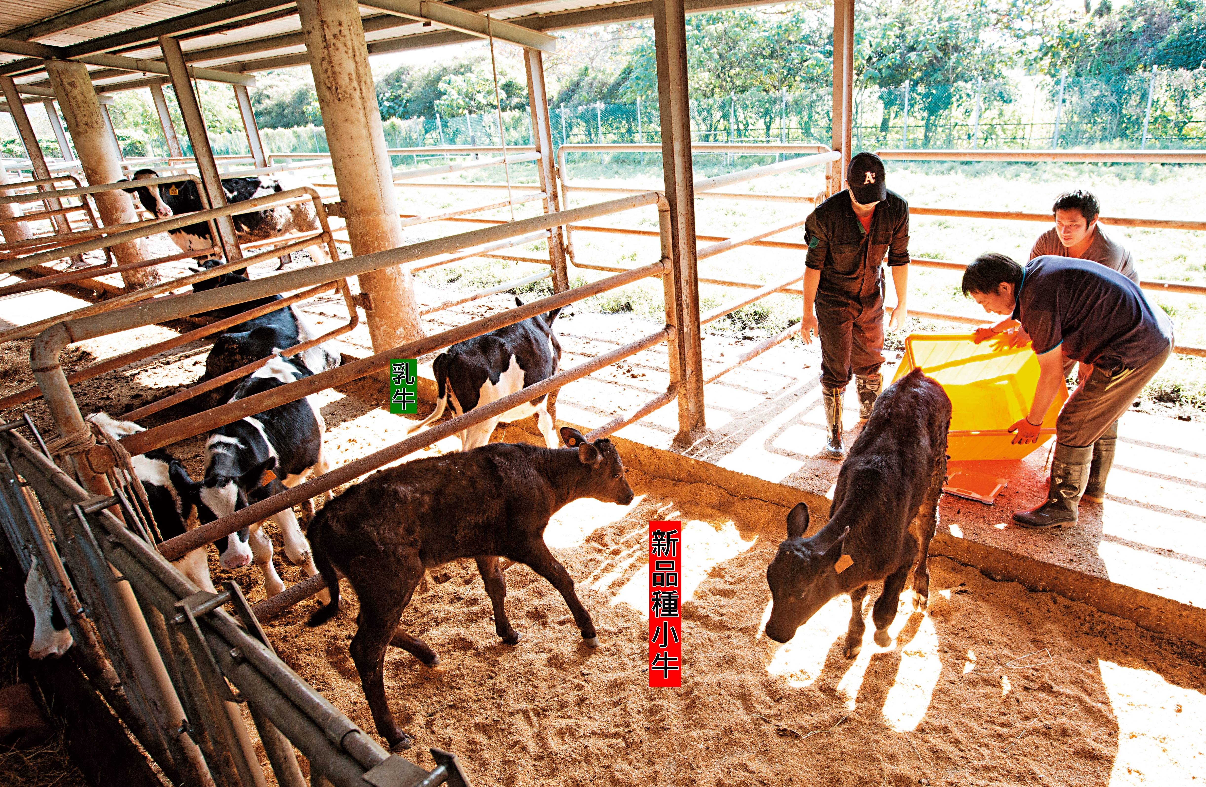 本刊前往兆豐農場直擊僅40多天大的新品種小牛，當時小牛的體型已與隔壁4個月大的乳牛差不多。
