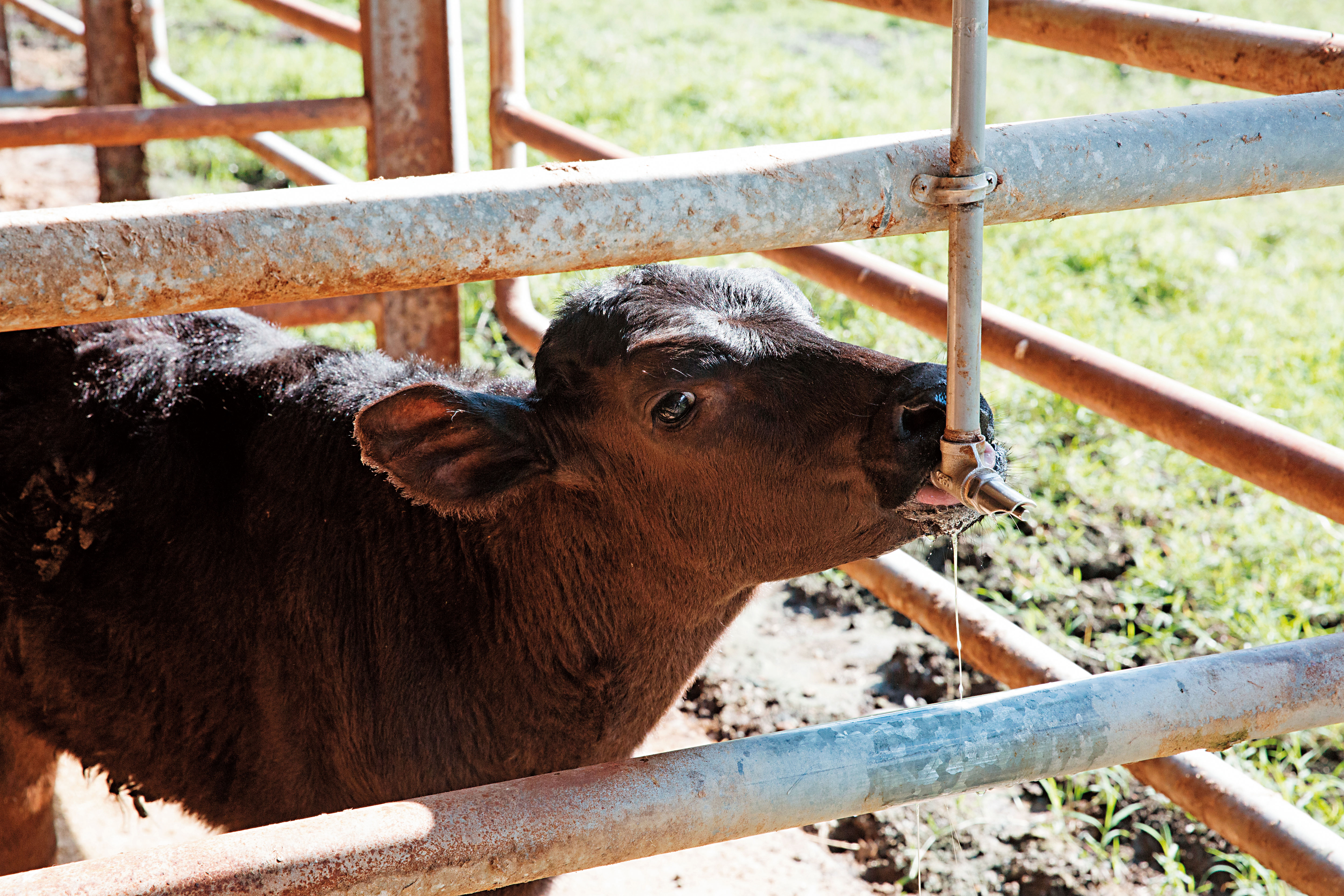 由源興牛與荷蘭乳牛雜交產下的2頭新品種小牛，去年11月底出生。