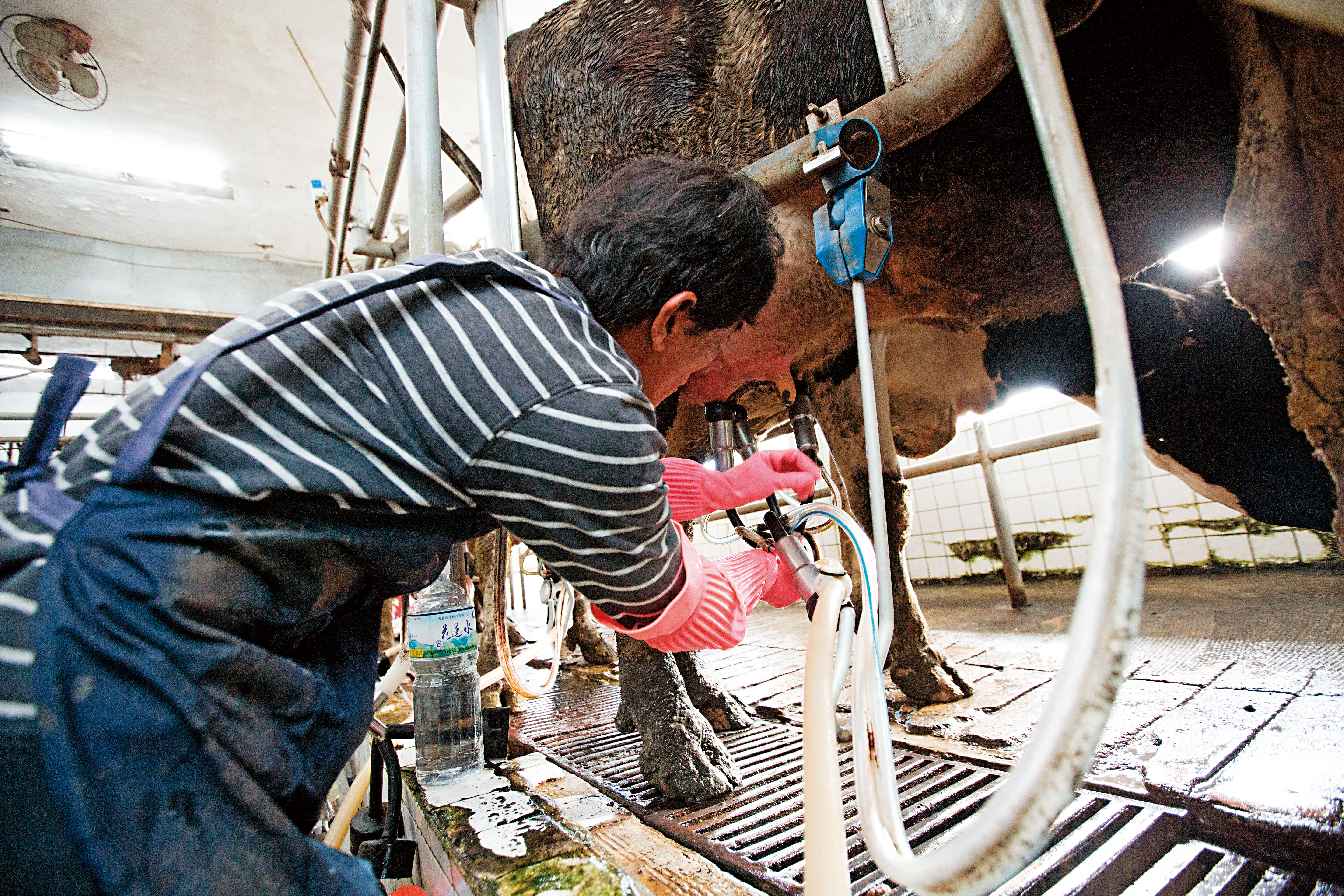 李登輝去年3月買下兆豐農場近300頭乳牛，牛乳全數販售給市面知名品牌，所得收入全數挹注肉牛培育。