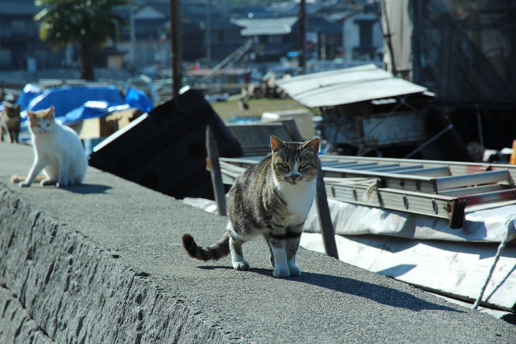 在船旁邊等漁獲的貓。