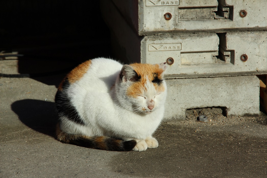 貓。