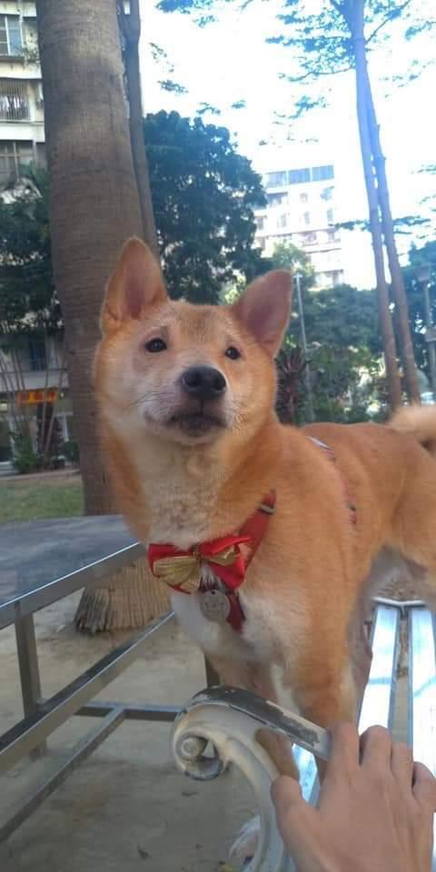 柴柴側臉照,氣質有點小憂鬱。(翻攝柴犬司令部)