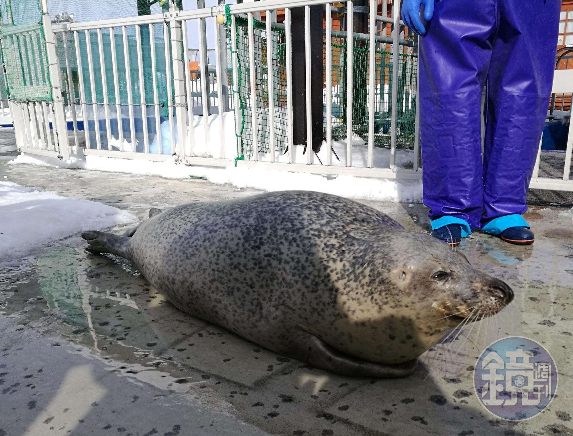 ｢海豹樂園｣裡高齡29歲的AGU，相當於人類的90歲。