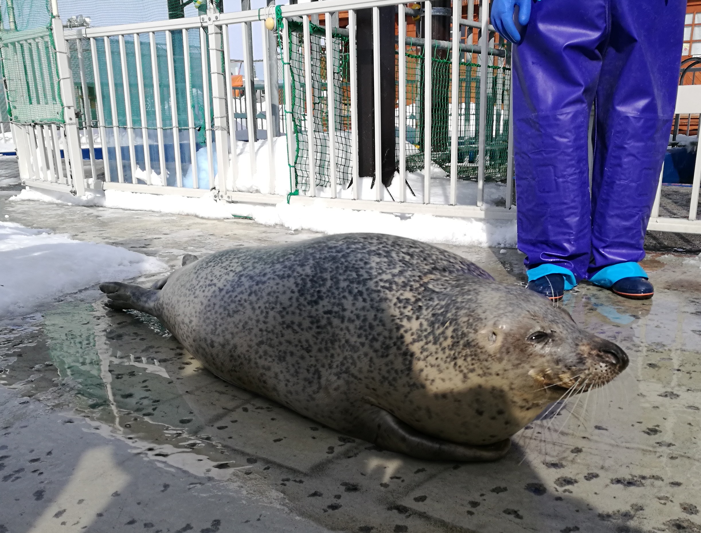 ｢海豹樂園｣裡高齡29歲的AGU，相當於人類的90歲。