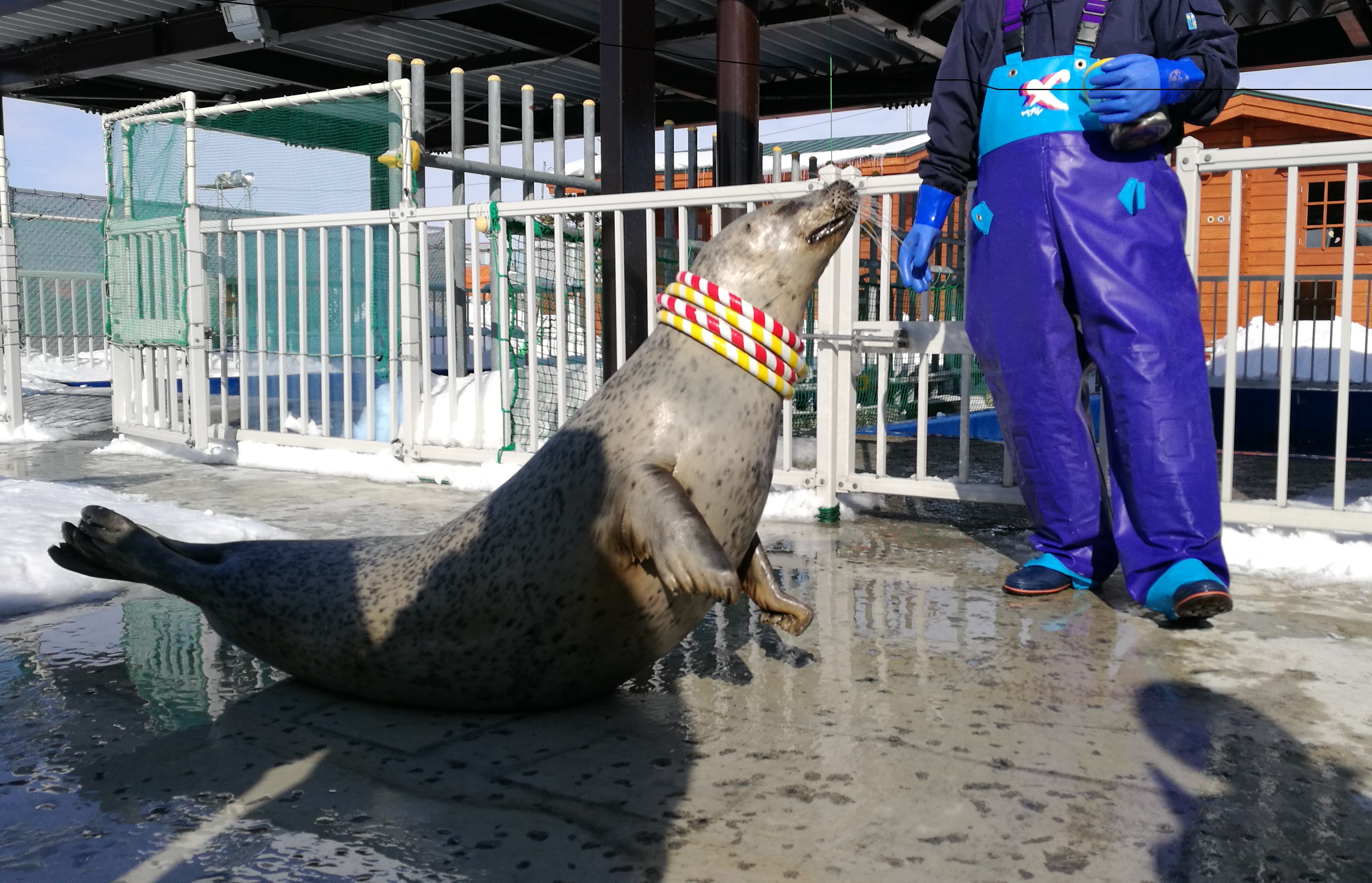能近距離與海豹互動，是｢海豹樂園｣最受歡迎的活動。