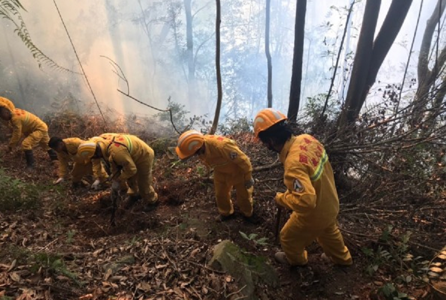 林務局南投林管處動員75名救火員開闢390公尺防火線，阻隔火勢蔓延。（林管處提供）