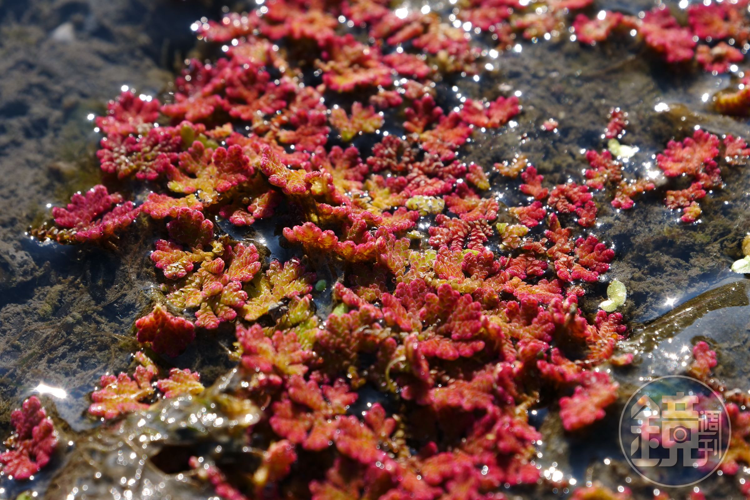 滿江紅科，屬蕨類。