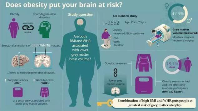 肥胖會讓你的大腦處於危險之中嗎?(來源:Association of body mass index and waist-to-hip ratio with brain structure)